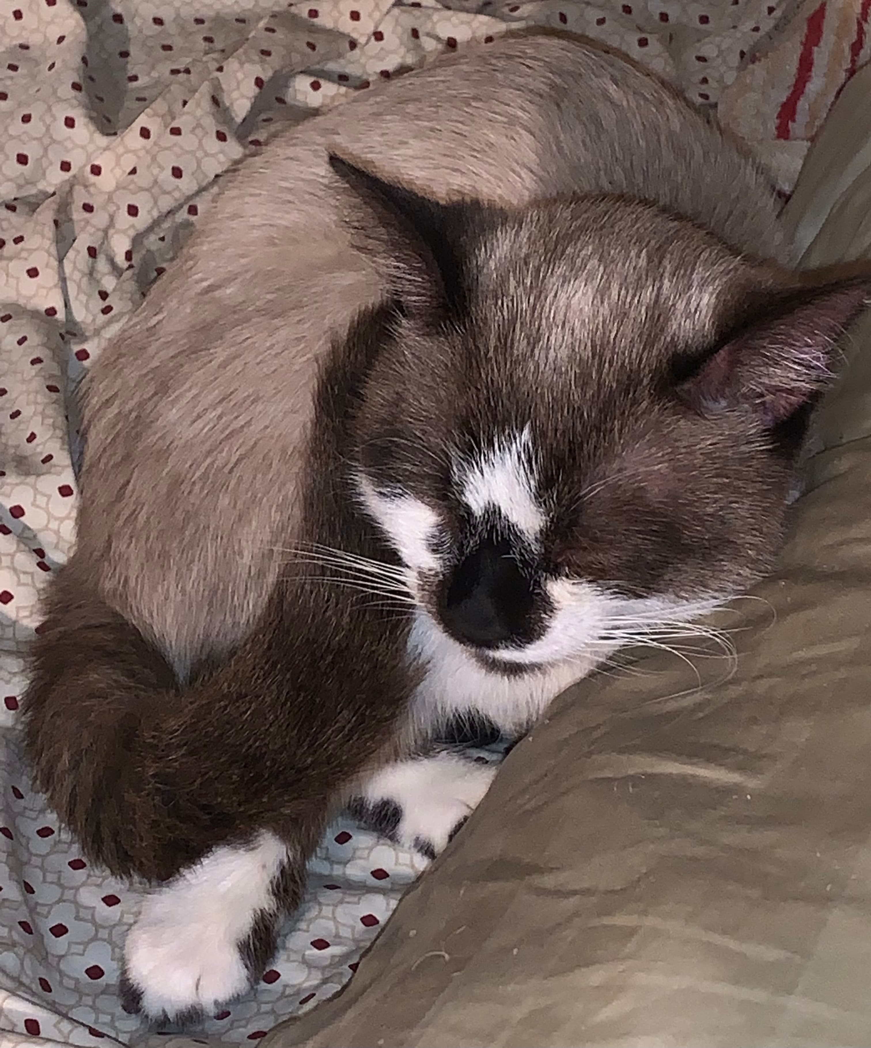Ivor(Eye-Vuh), back home in Virginia
