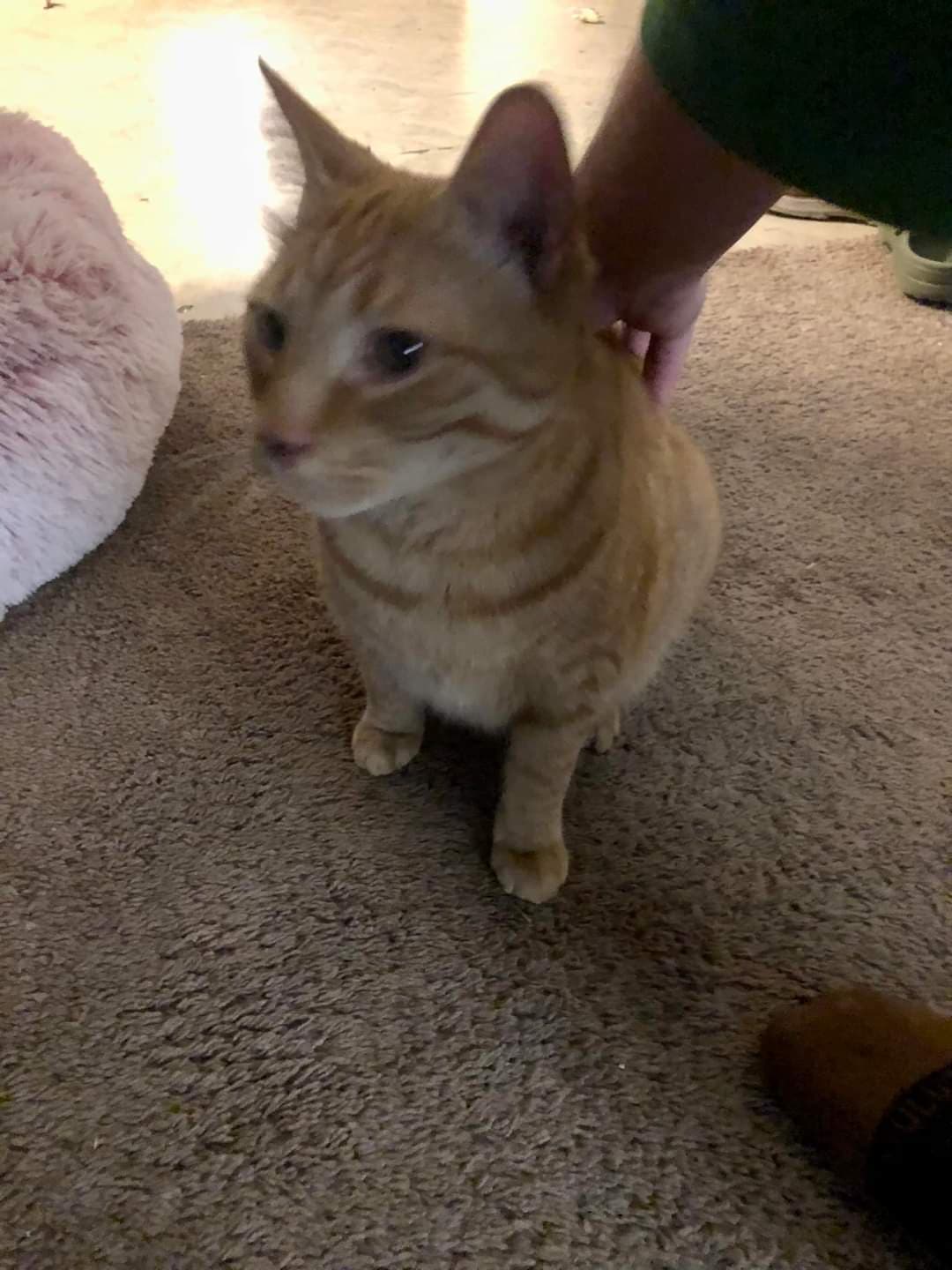 Weasley, back home in Michigan