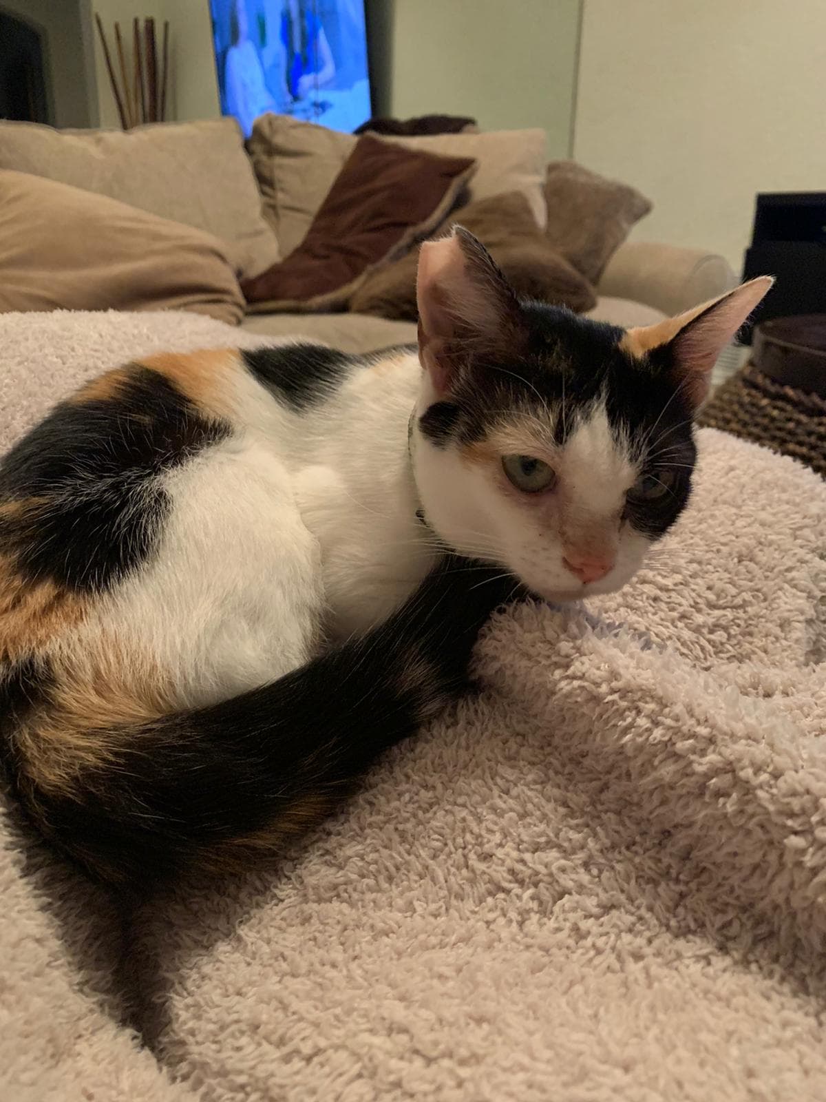 Khaleesi, back home in Florida