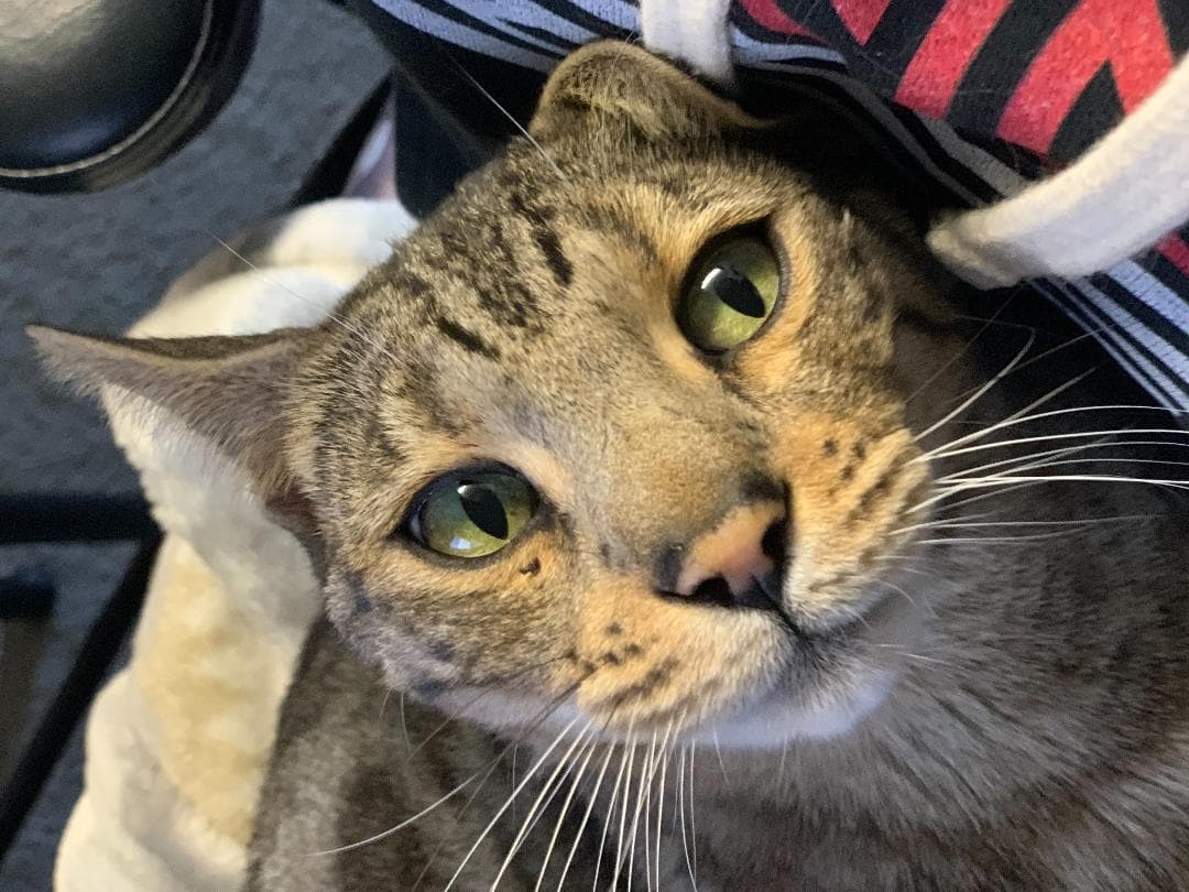 Gonzo, back home in Colorado