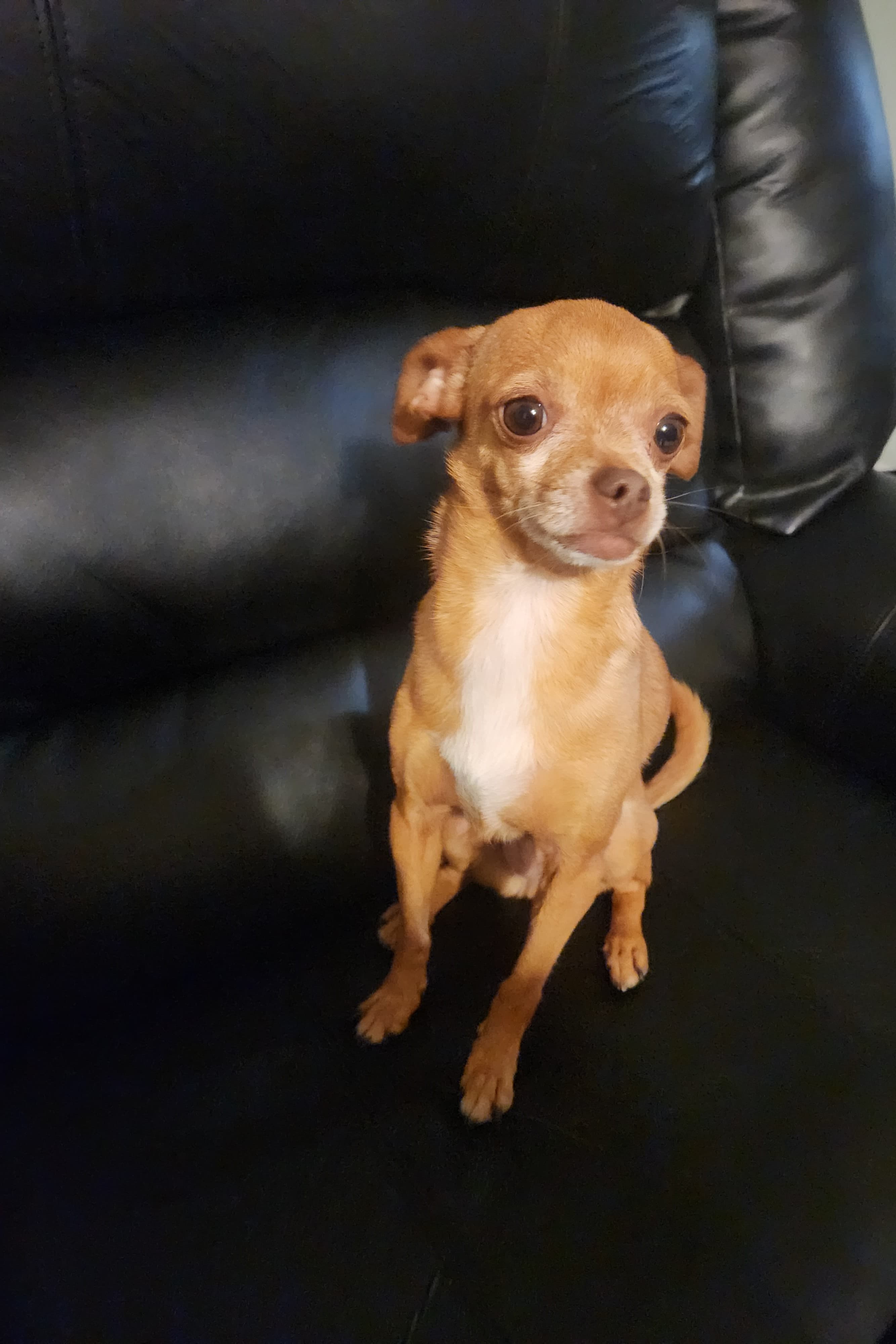 Honey, back home in California