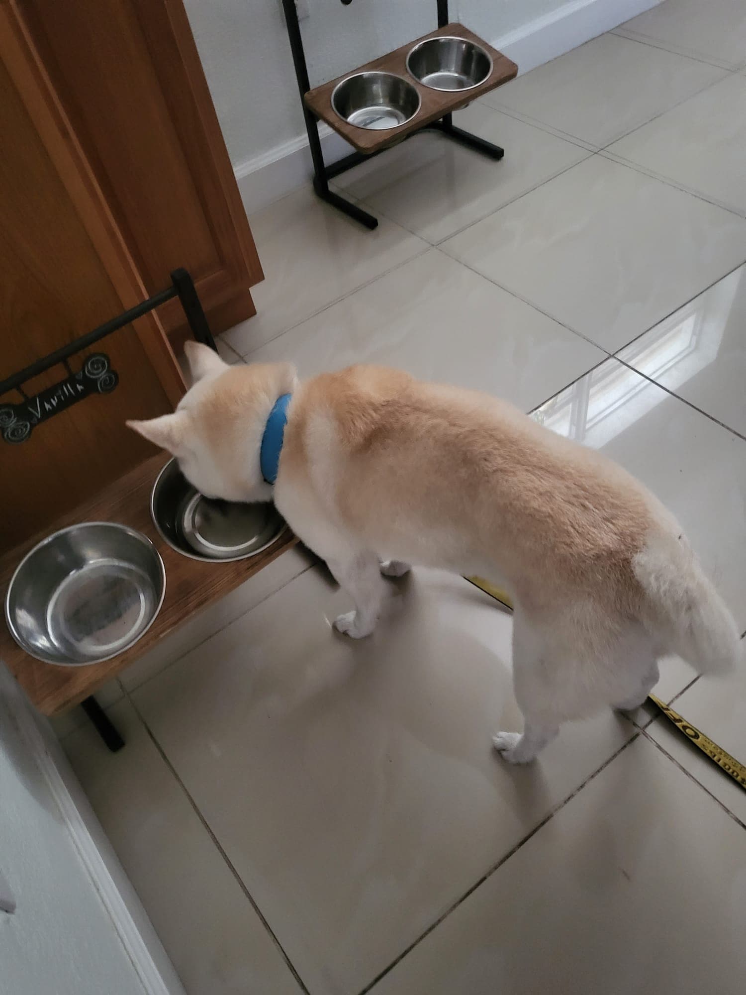Angel, back home in Florida