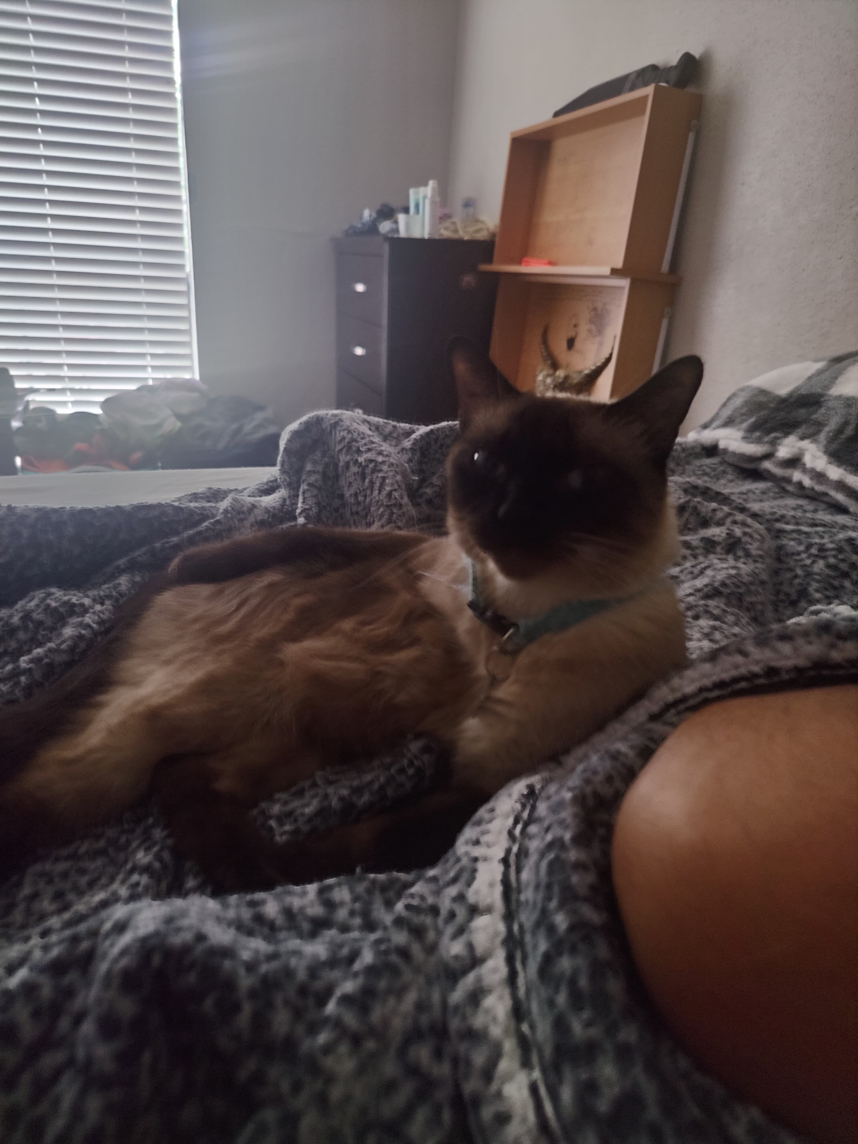 Angel, back home in Texas