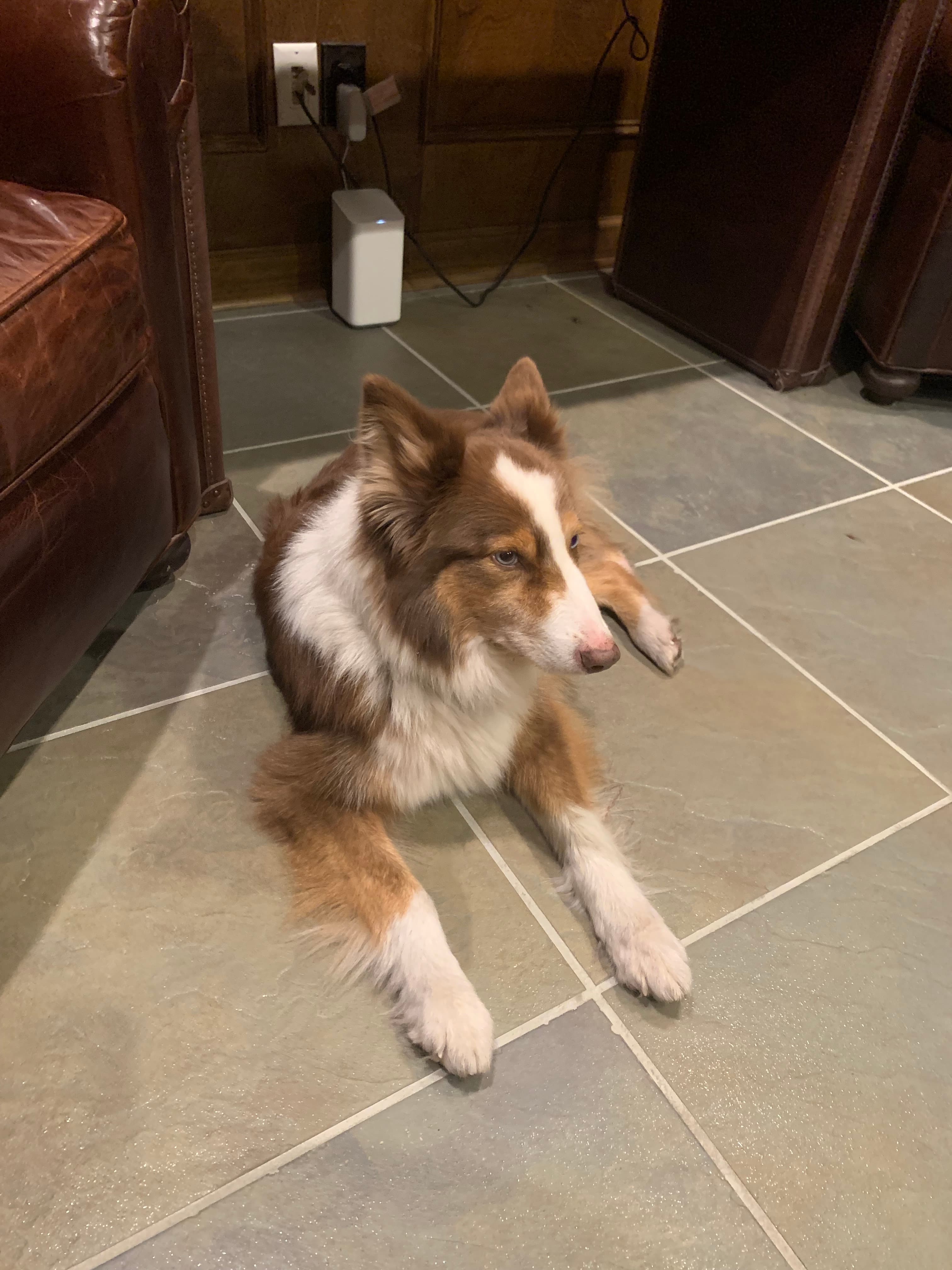 Trigger, back home in Virginia