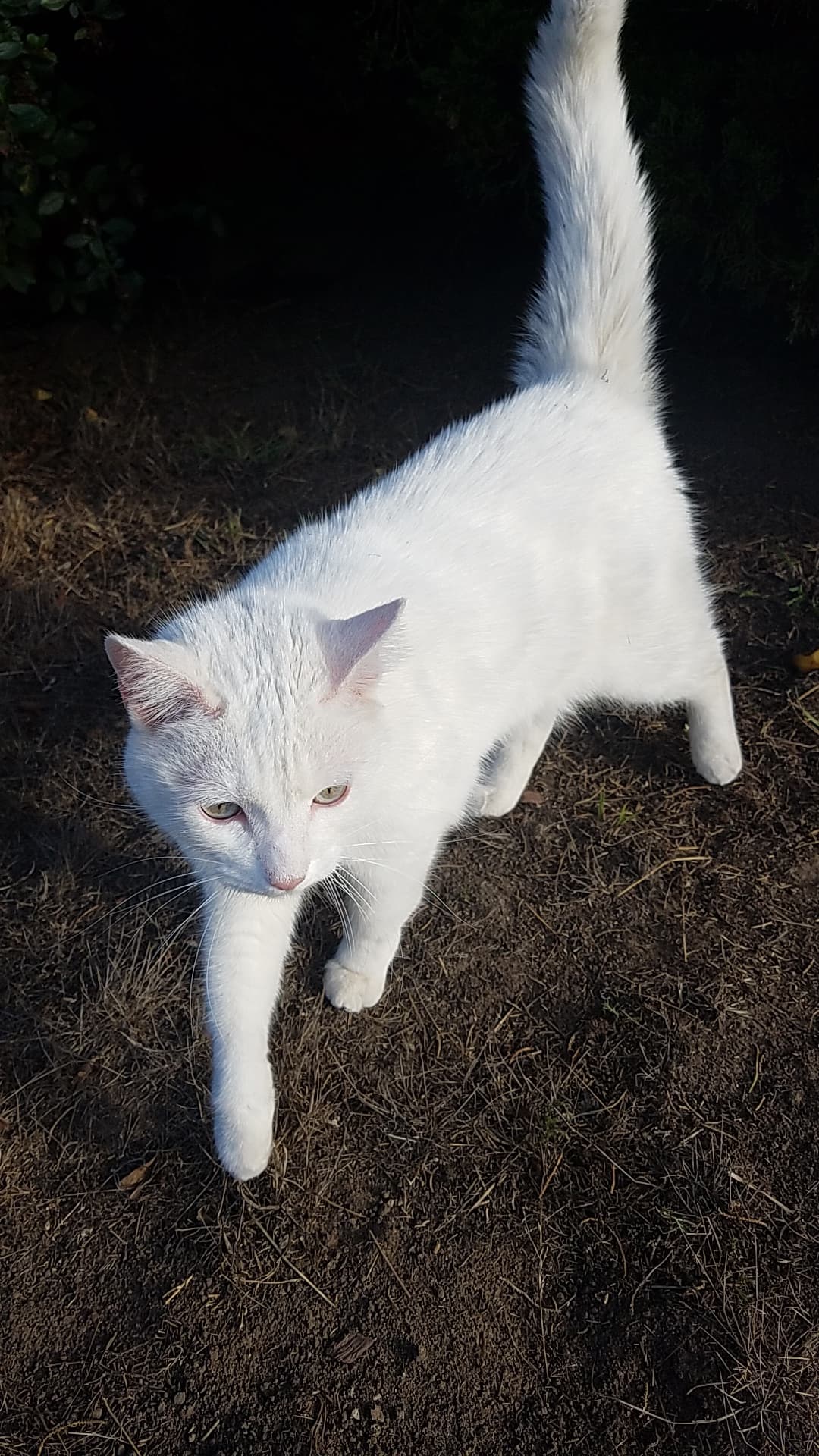 Lumi, back home in California