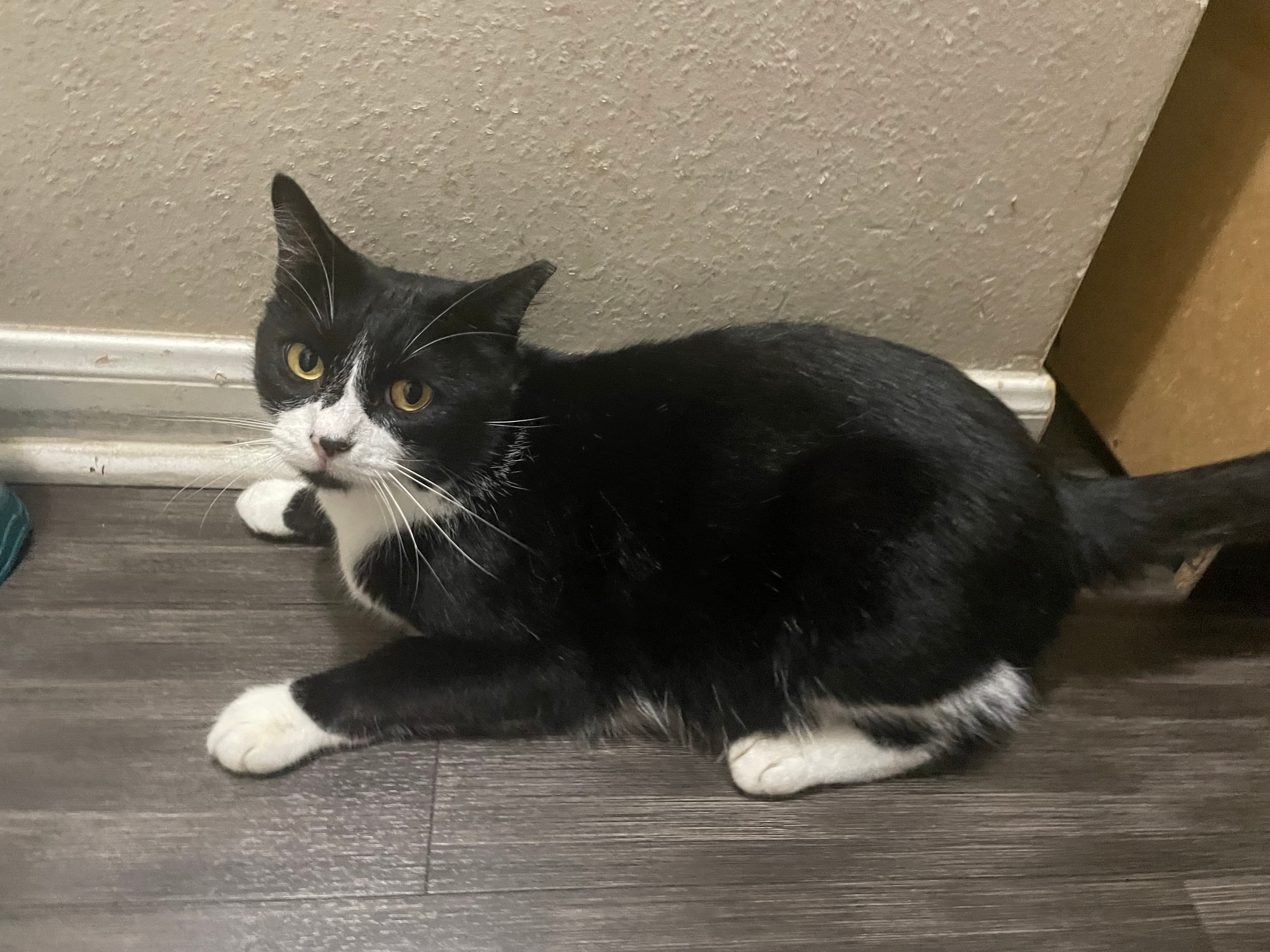 Jiji, back home in Texas
