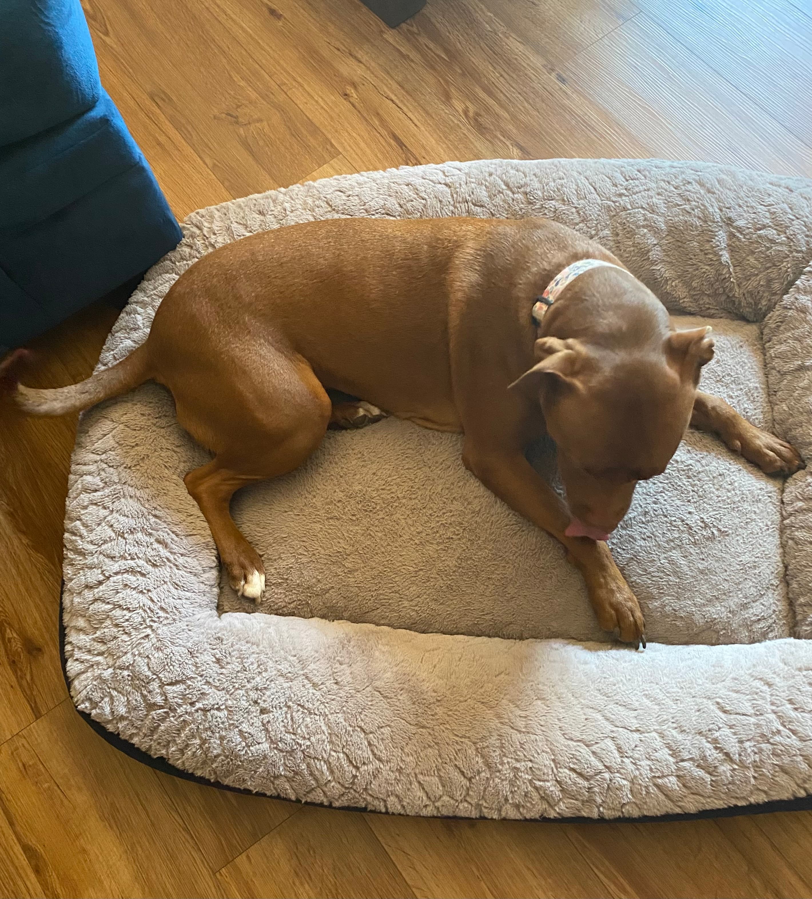 Coco, back home in Michigan