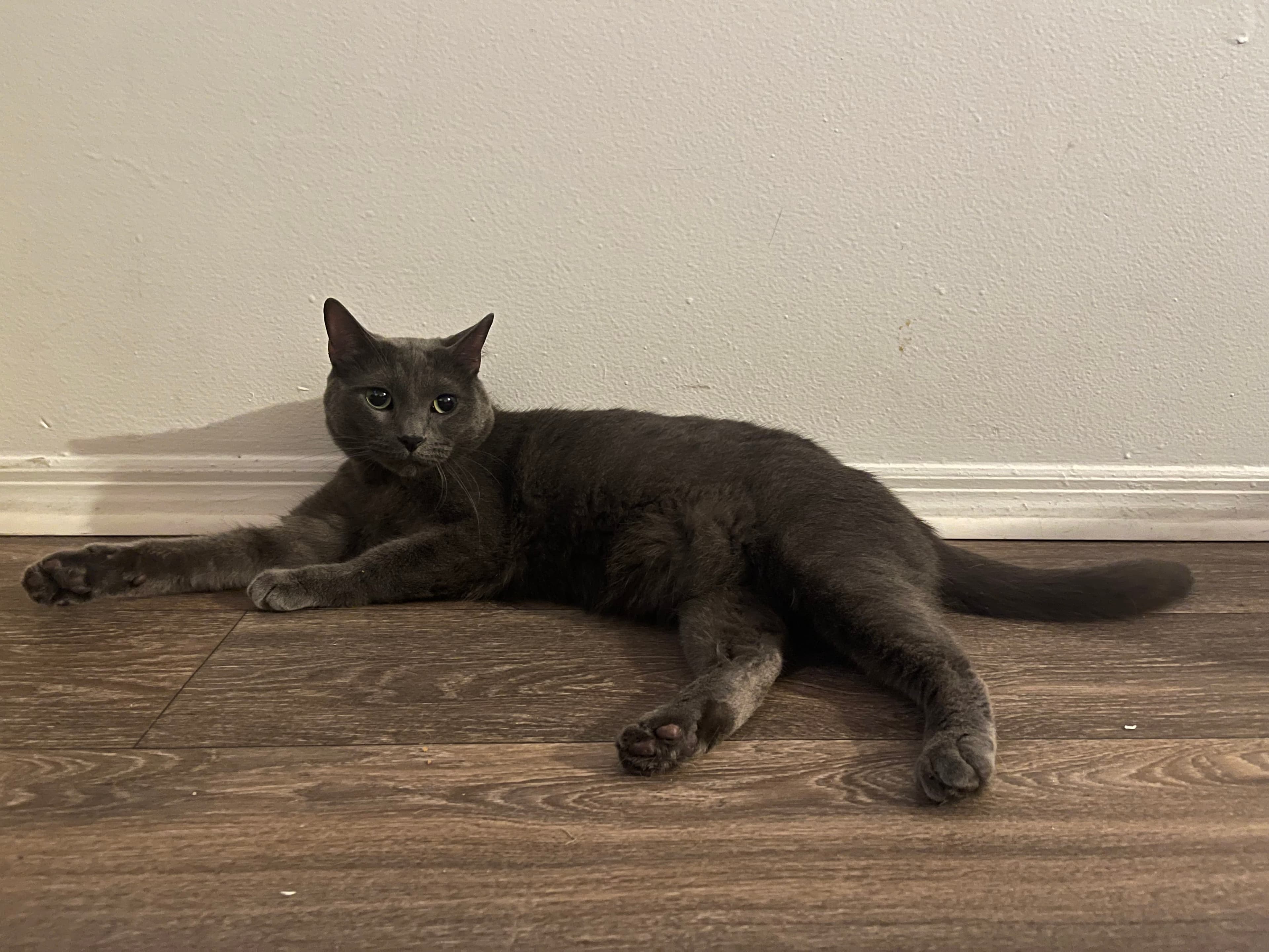 Shadow, back home in Florida