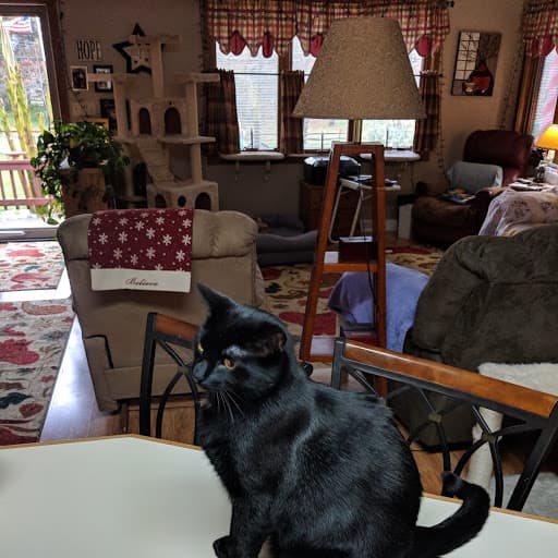 foster kitty kitty, back home in campground-big Mt rd PA