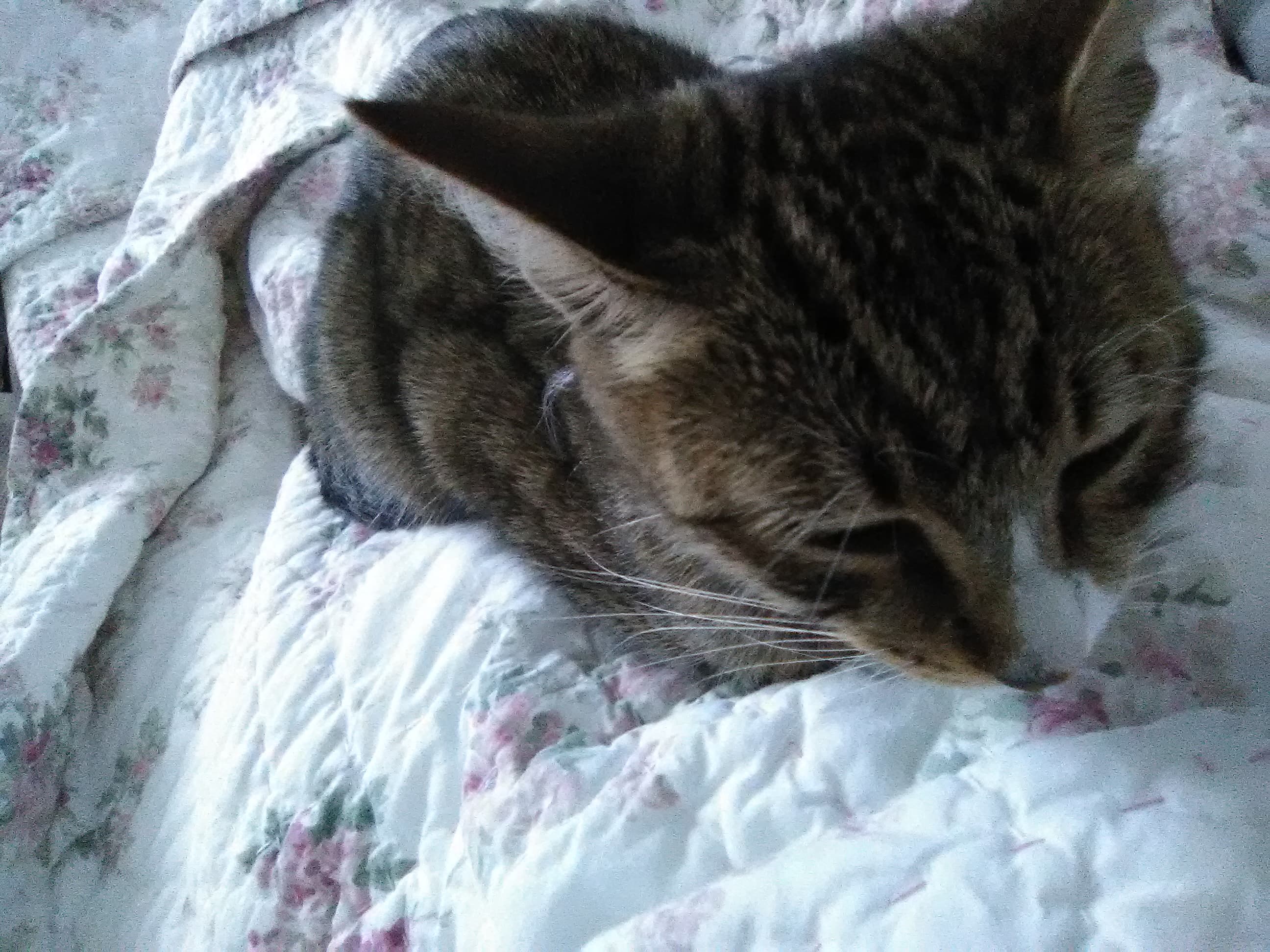 Pumpkin, back home in Chicago IL