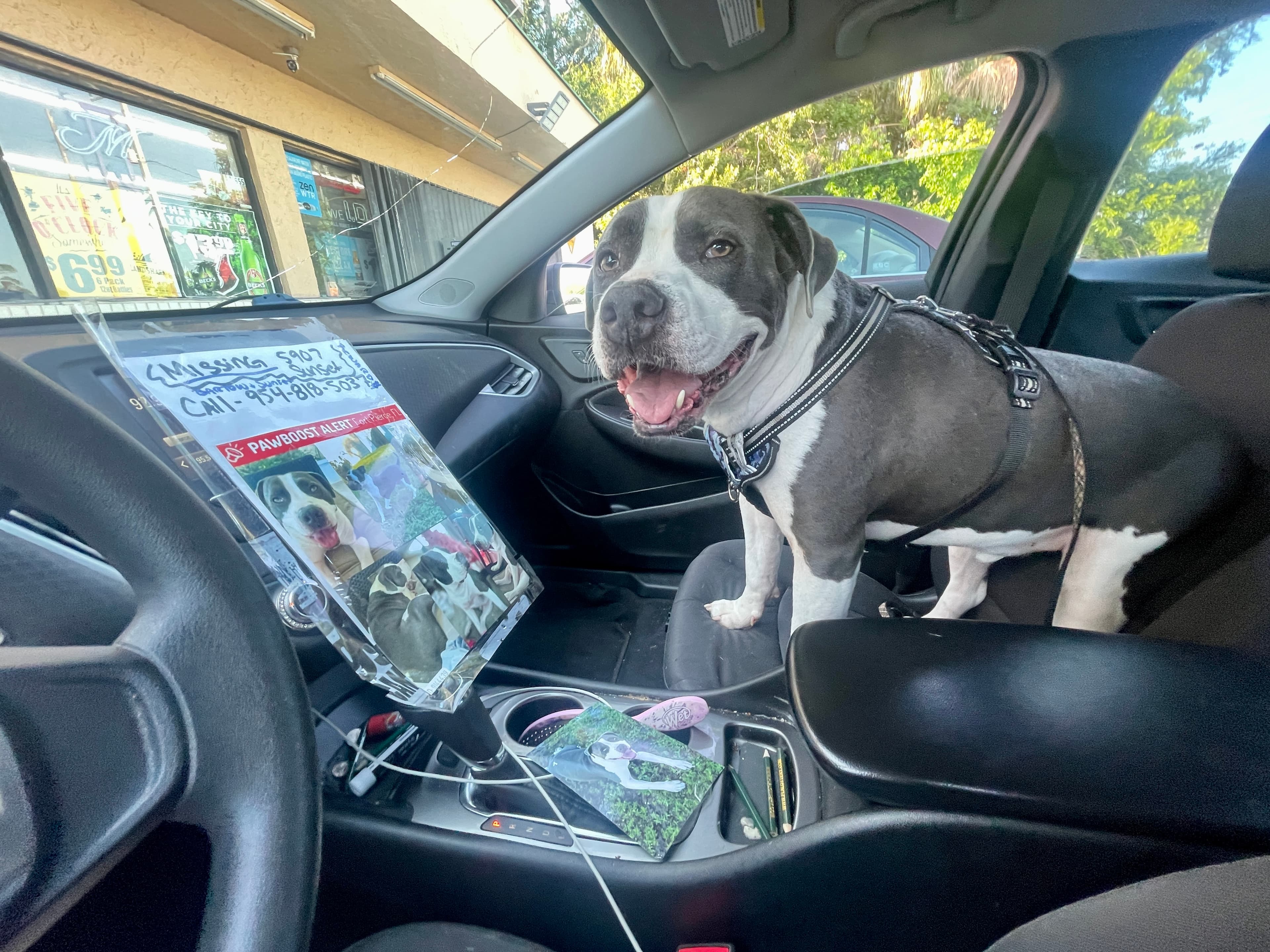 Milo, back home in Florida
