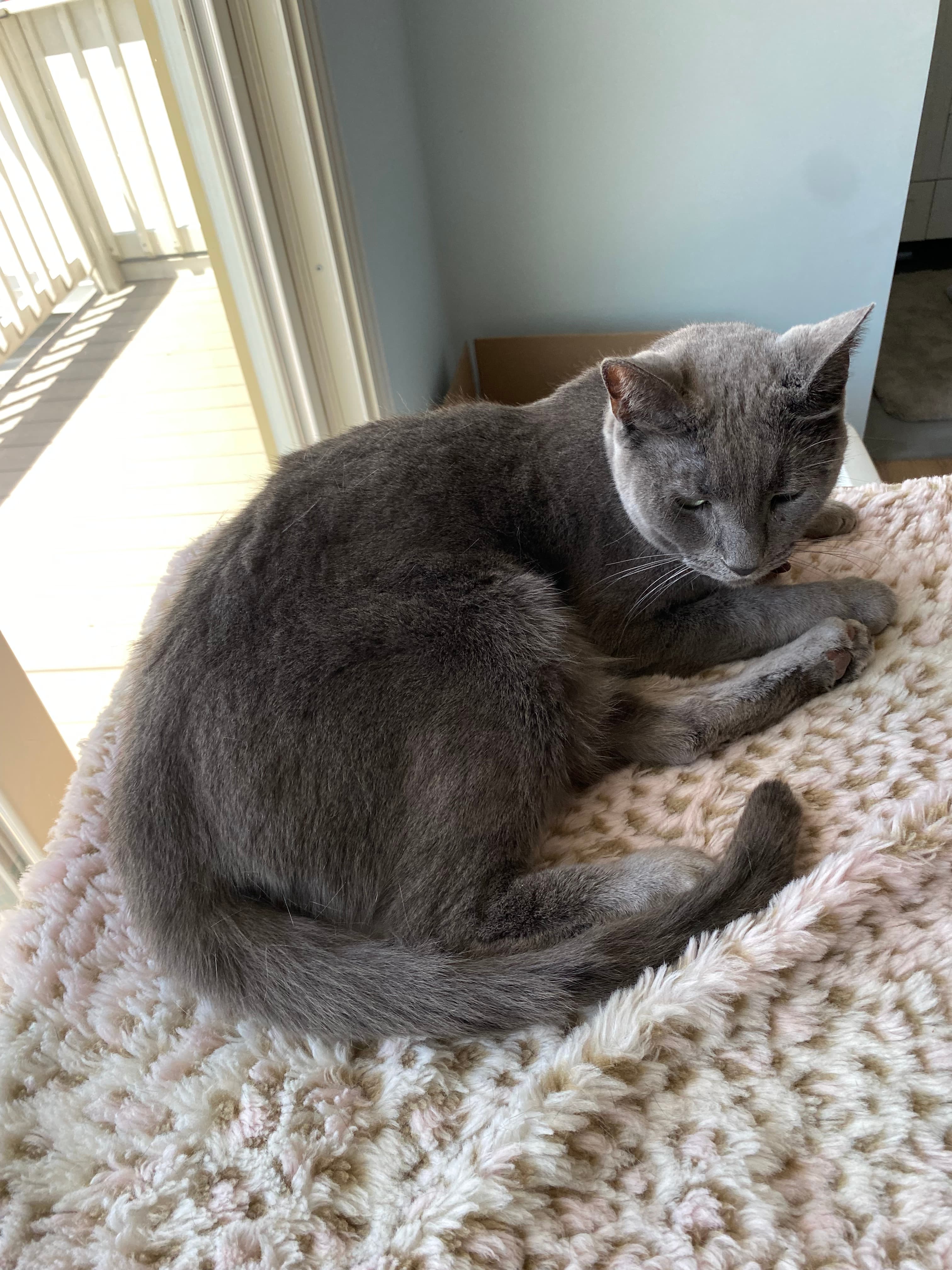 Lucy, back home in Florida