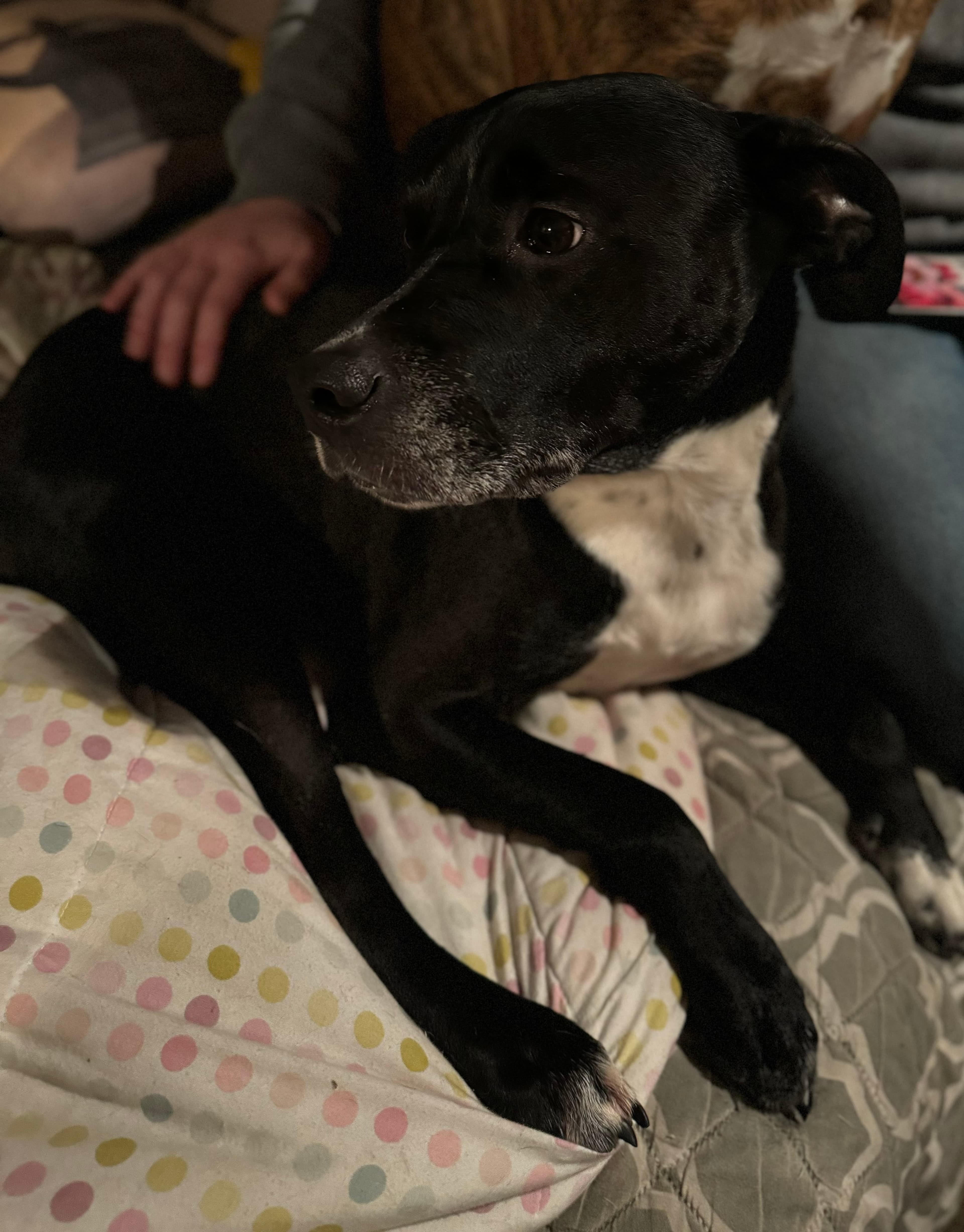 Lucky, back home in Idaho