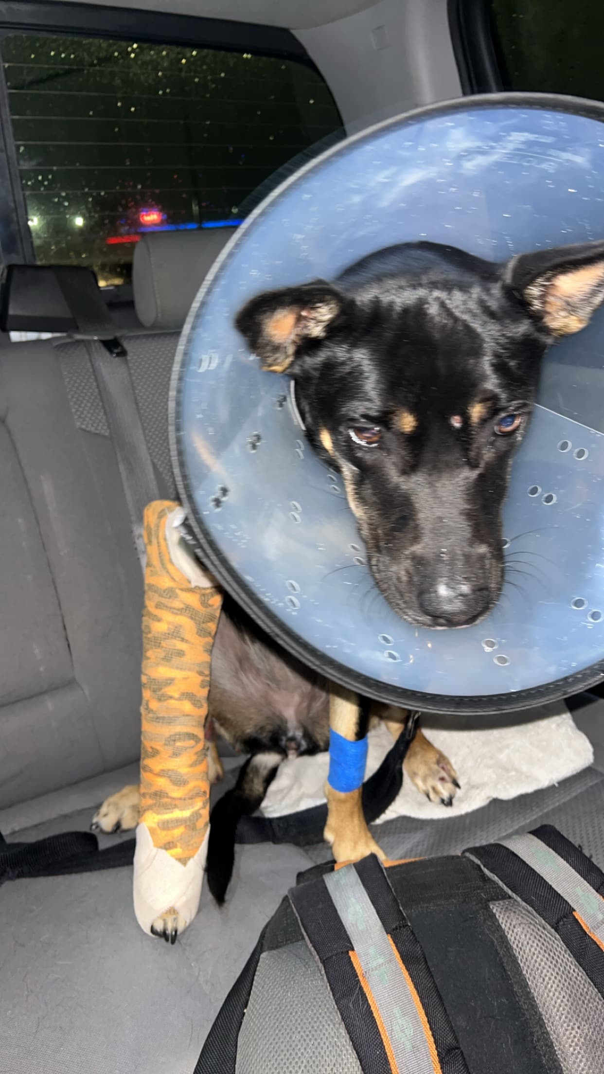 Eevee, back home in Texas