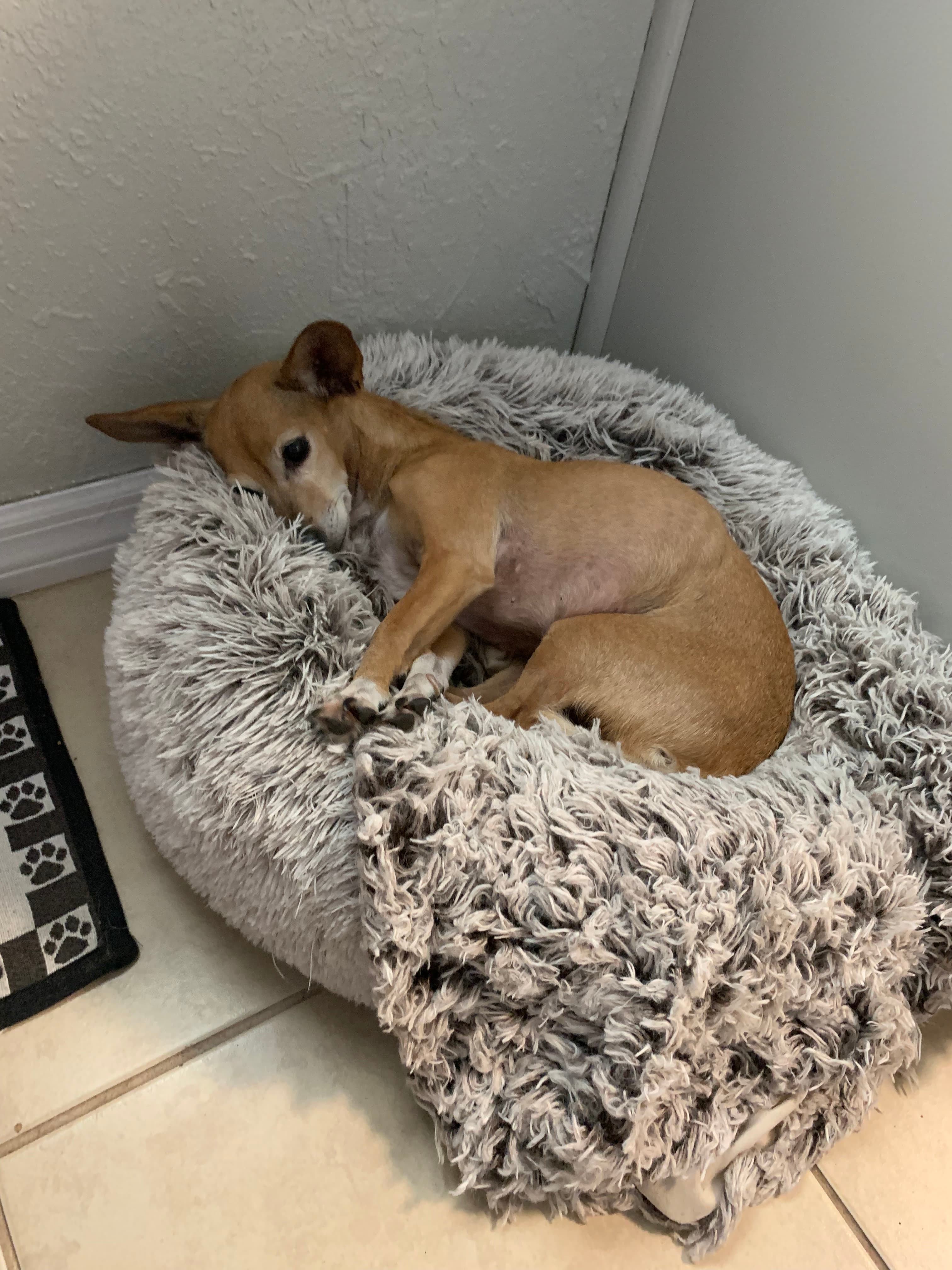 Chloe, back home in Florida
