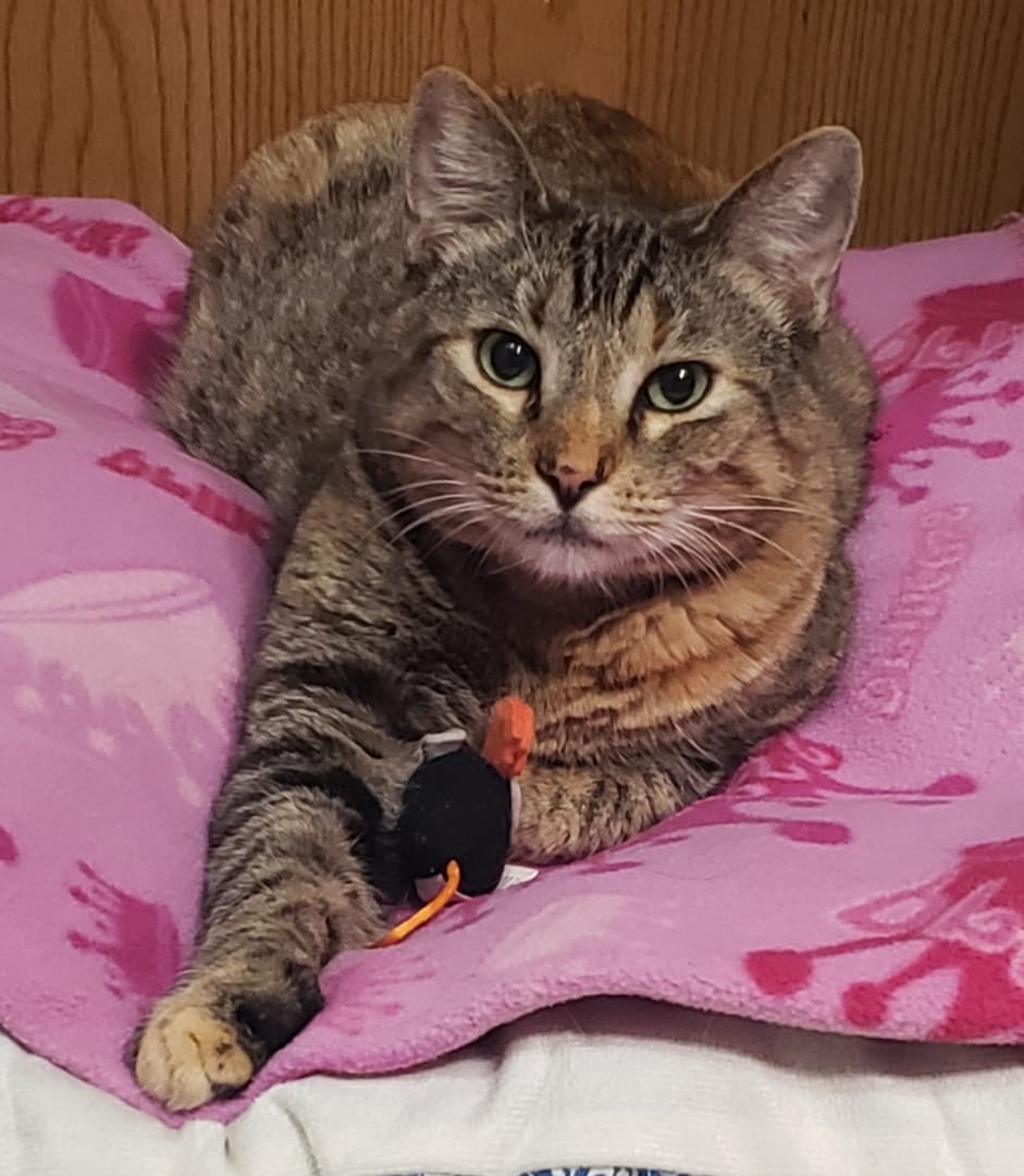 Minnie Me, back home in Missouri