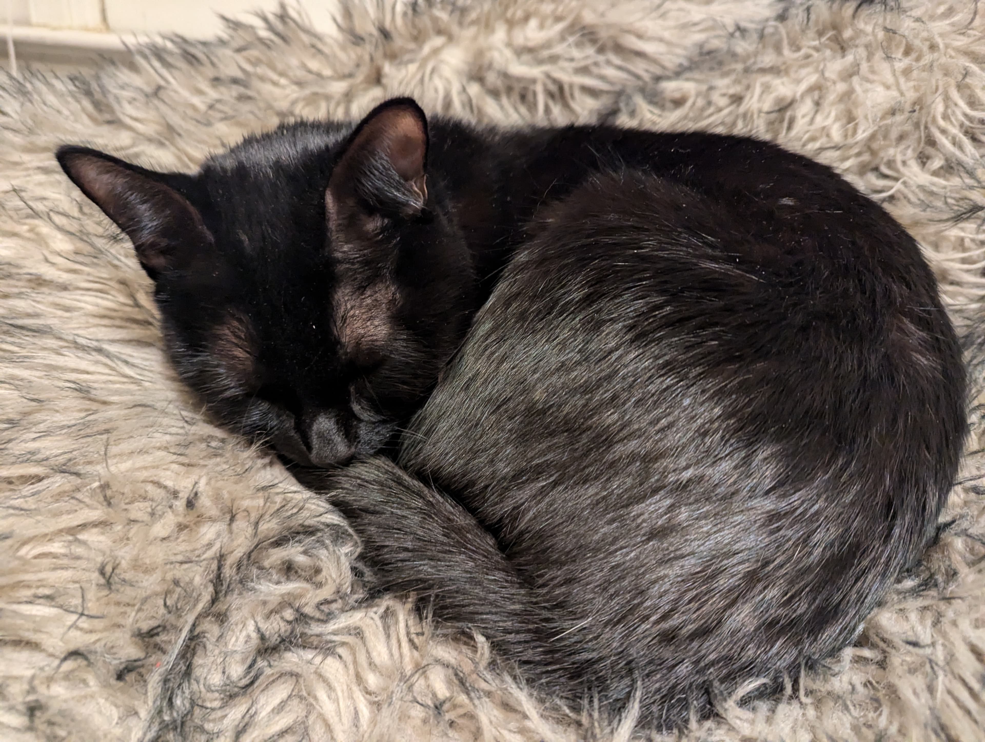 Luna, back home in North Carolina