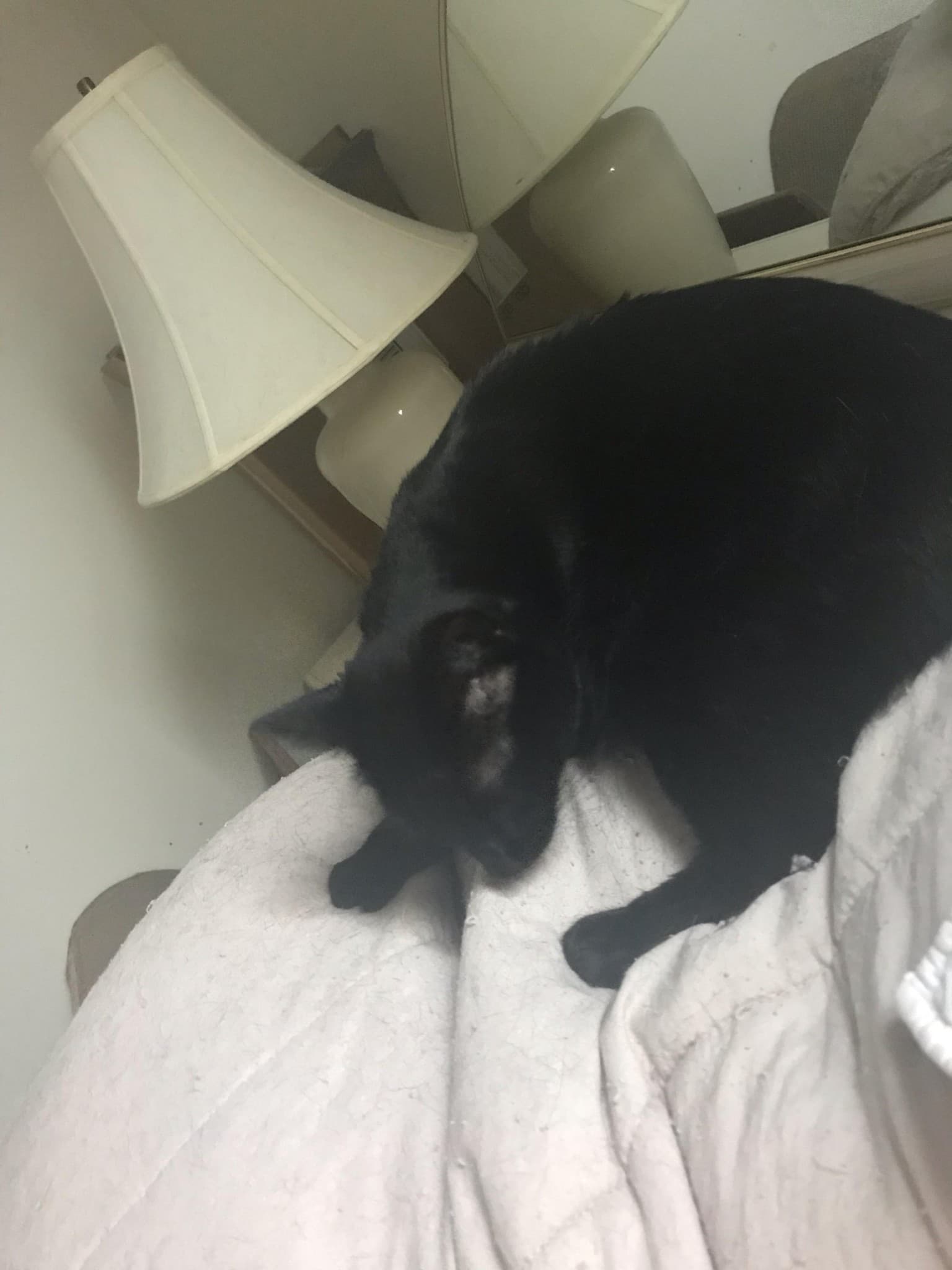 Lily, back home in Norristown PA