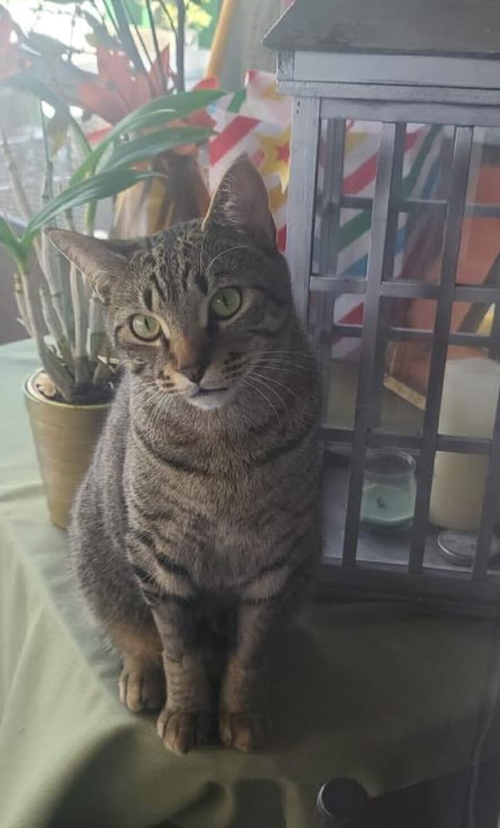 Dachi, back home in Florida