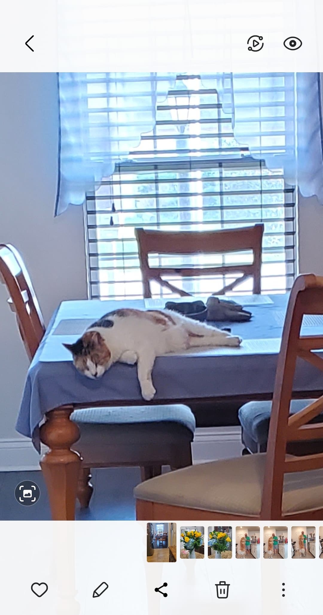 Jemma, back home in Florida