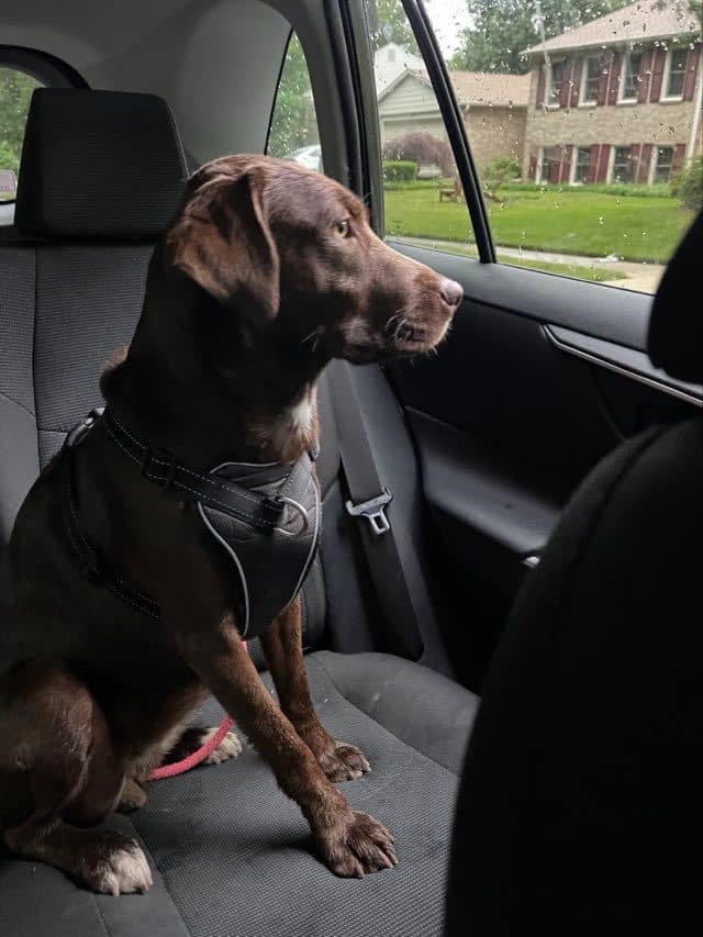 Charlie, back home in Virginia