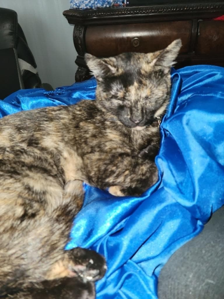 Mango, back home in Nevada