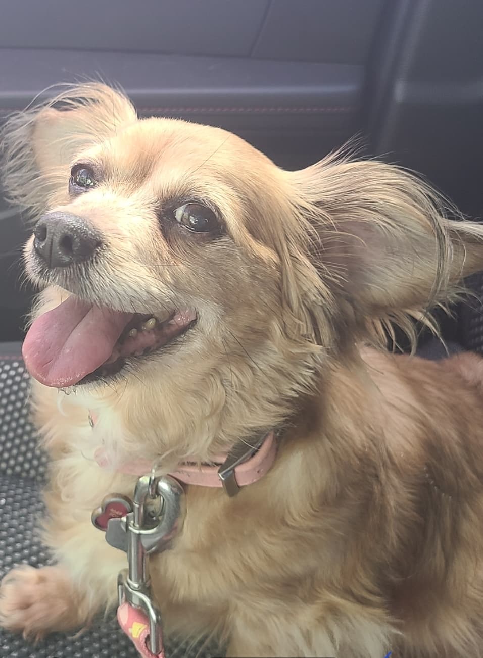 MOLLIE, back home in Texas