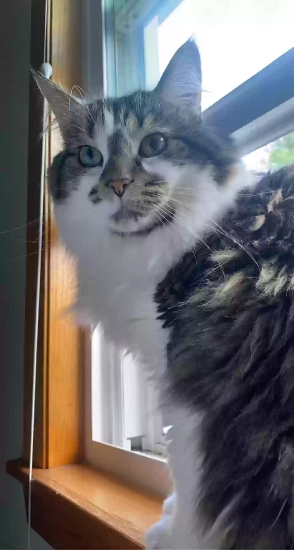 Manchas, back home in Minnesota
