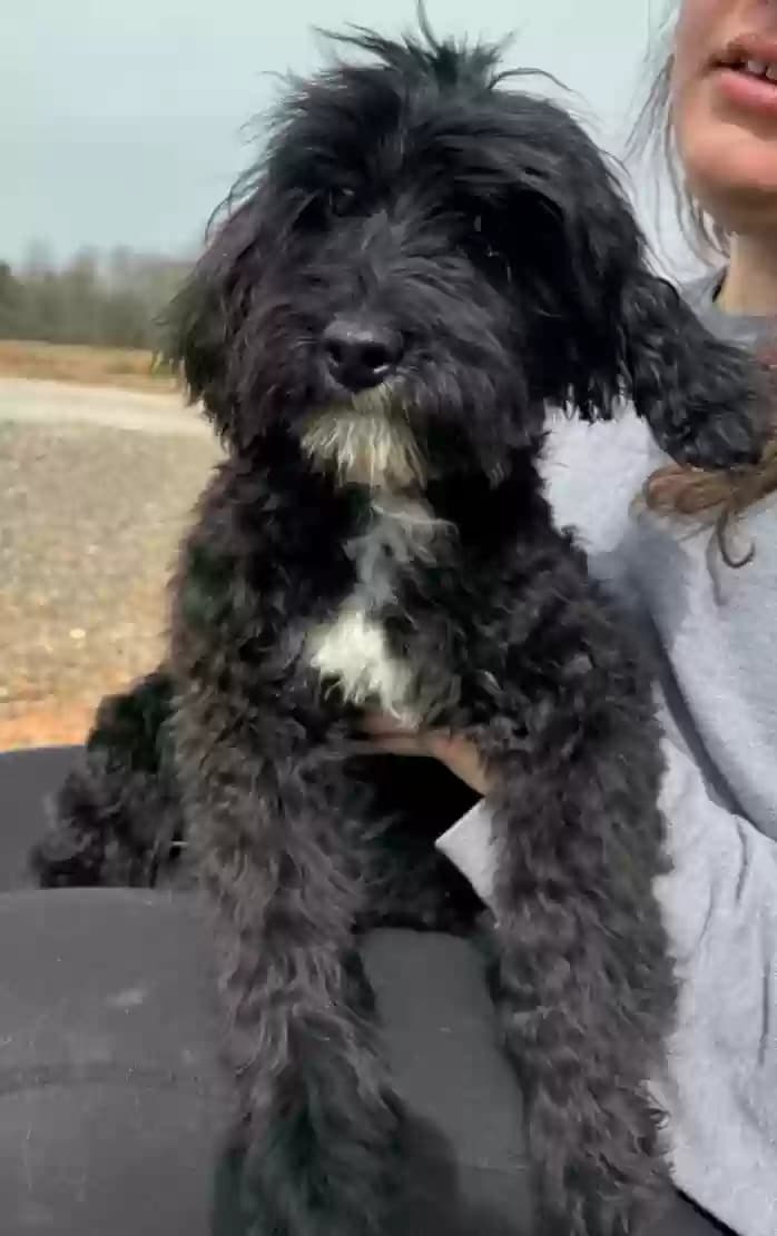 Duke, back home in South Carolina