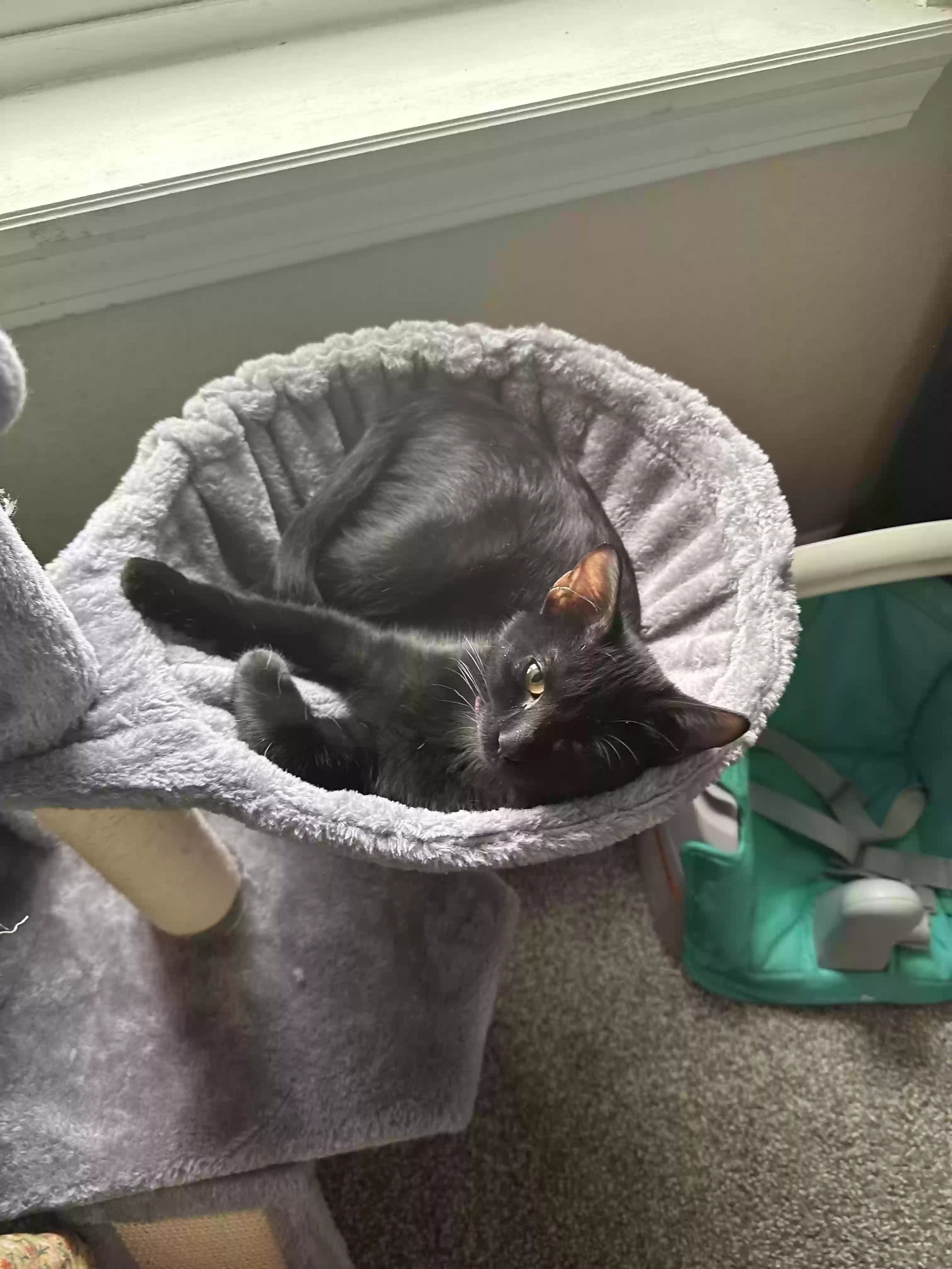 Yuki, back home in South Dakota