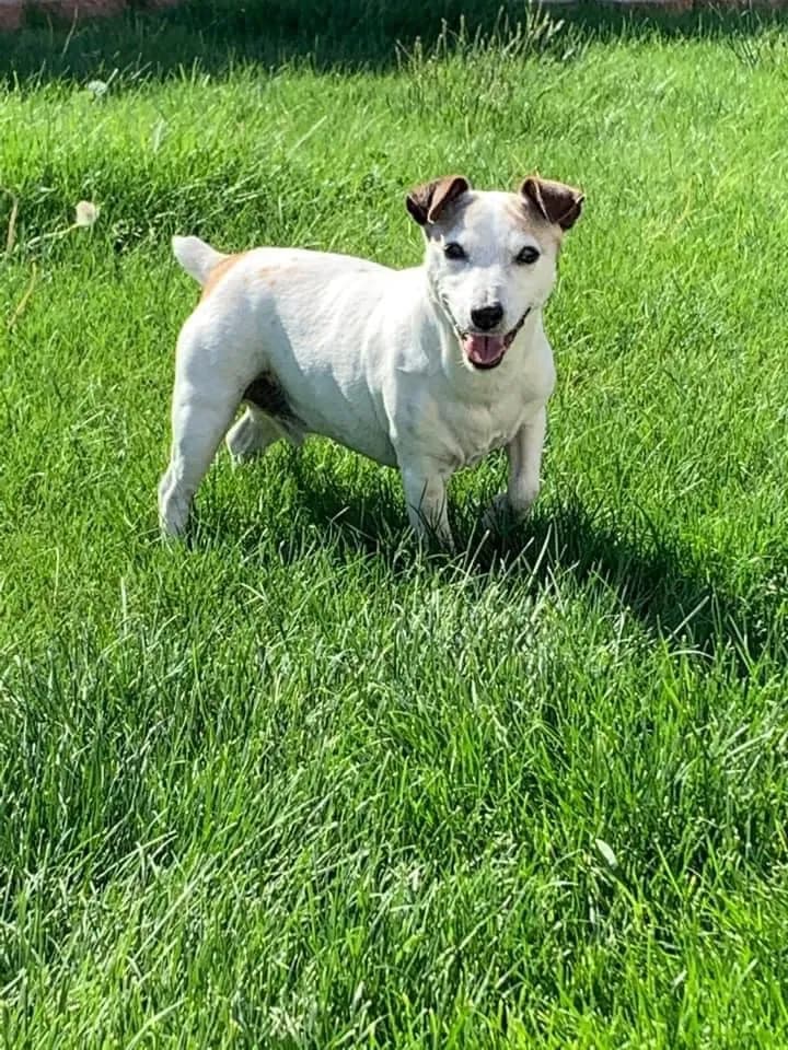Clyde, back home in Idaho