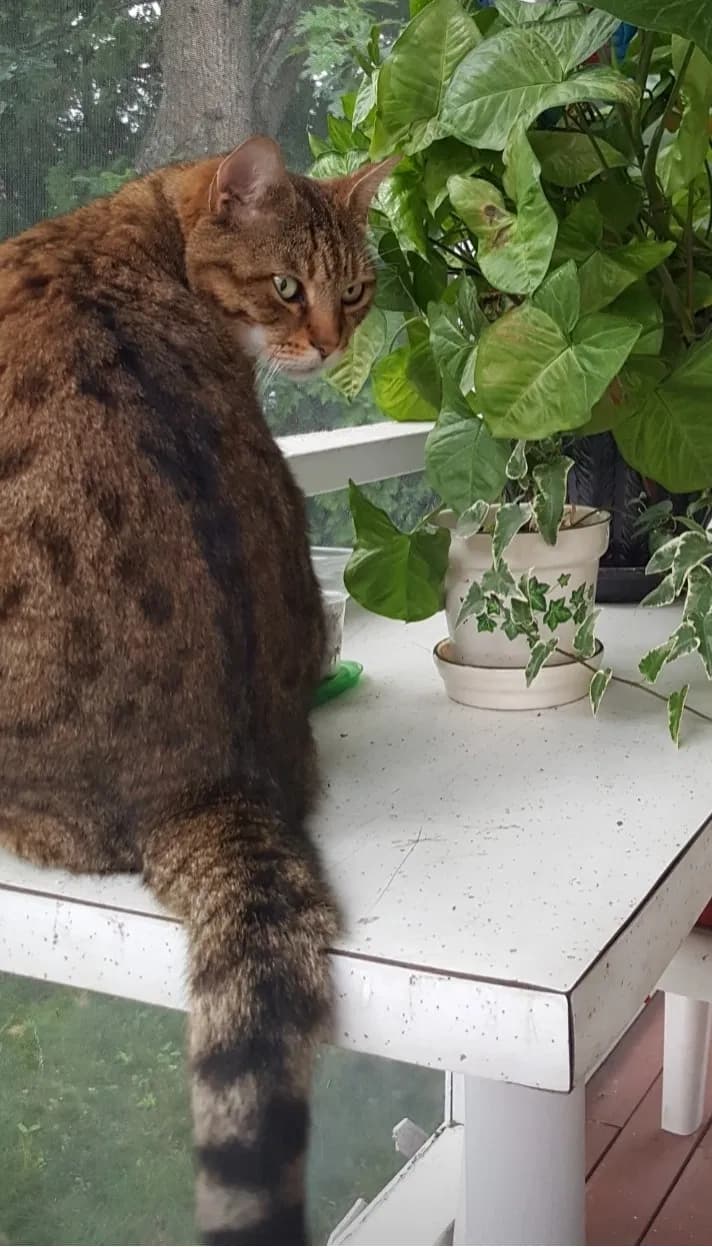 Neko, back home in Massachusetts