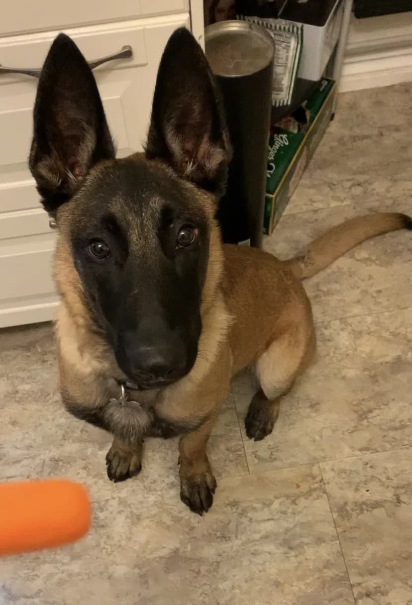 Rocky, back home in California