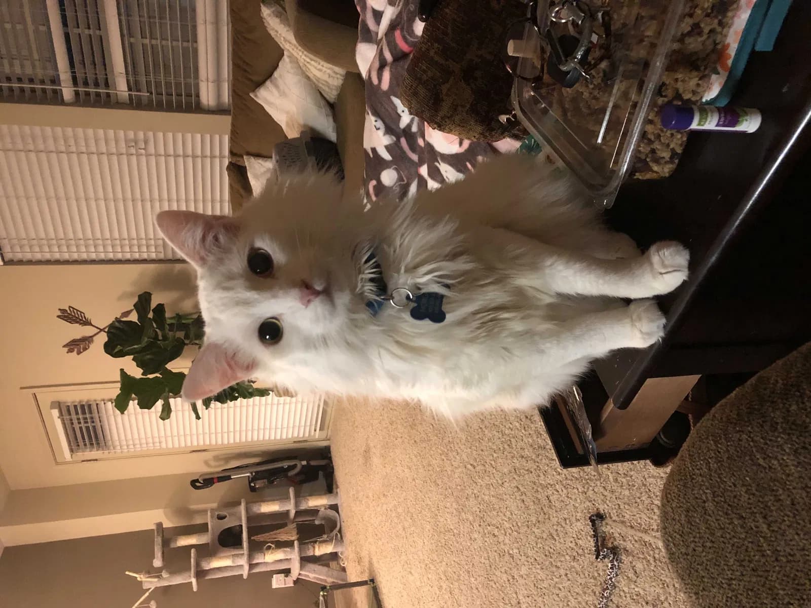 Ophelio, back home in Oklahoma