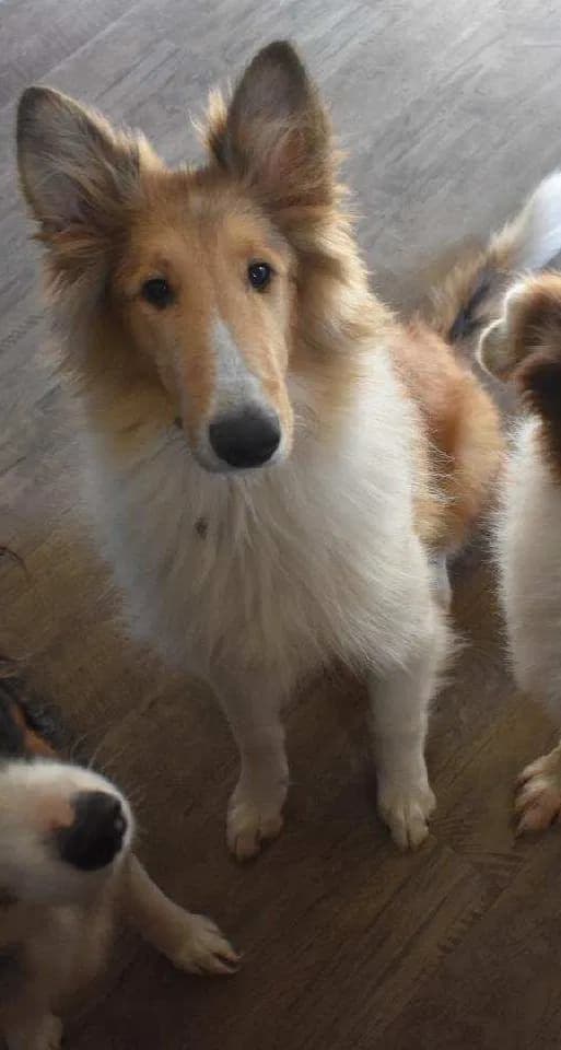Lassie, back home in North Carolina