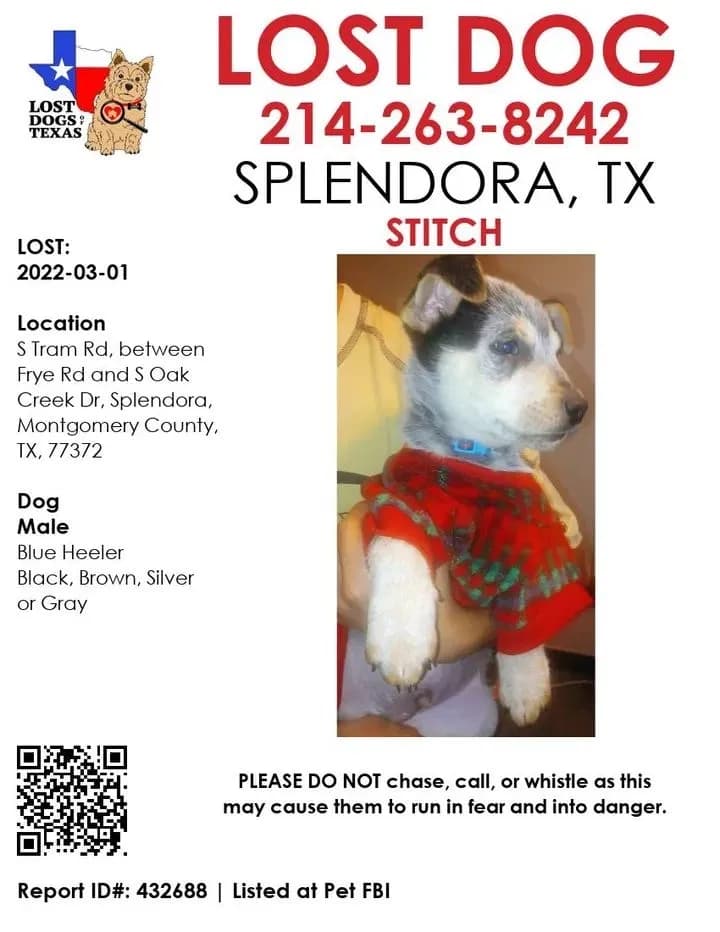 Stitch, back home in Texas