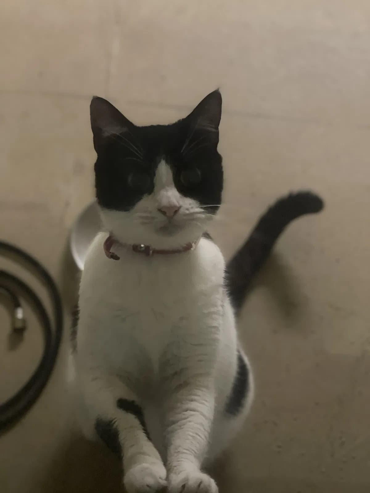 Pretty Girl, back home in Tennessee