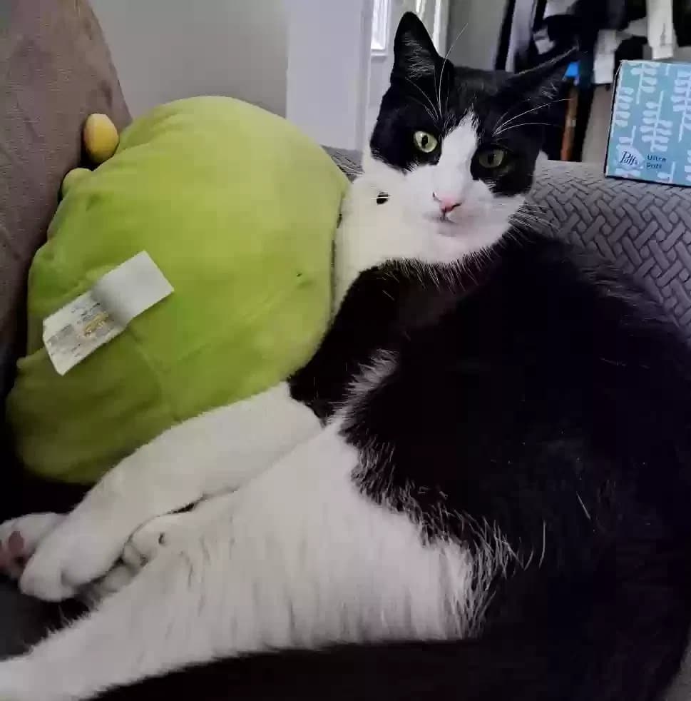 Meowki, back home in New York
