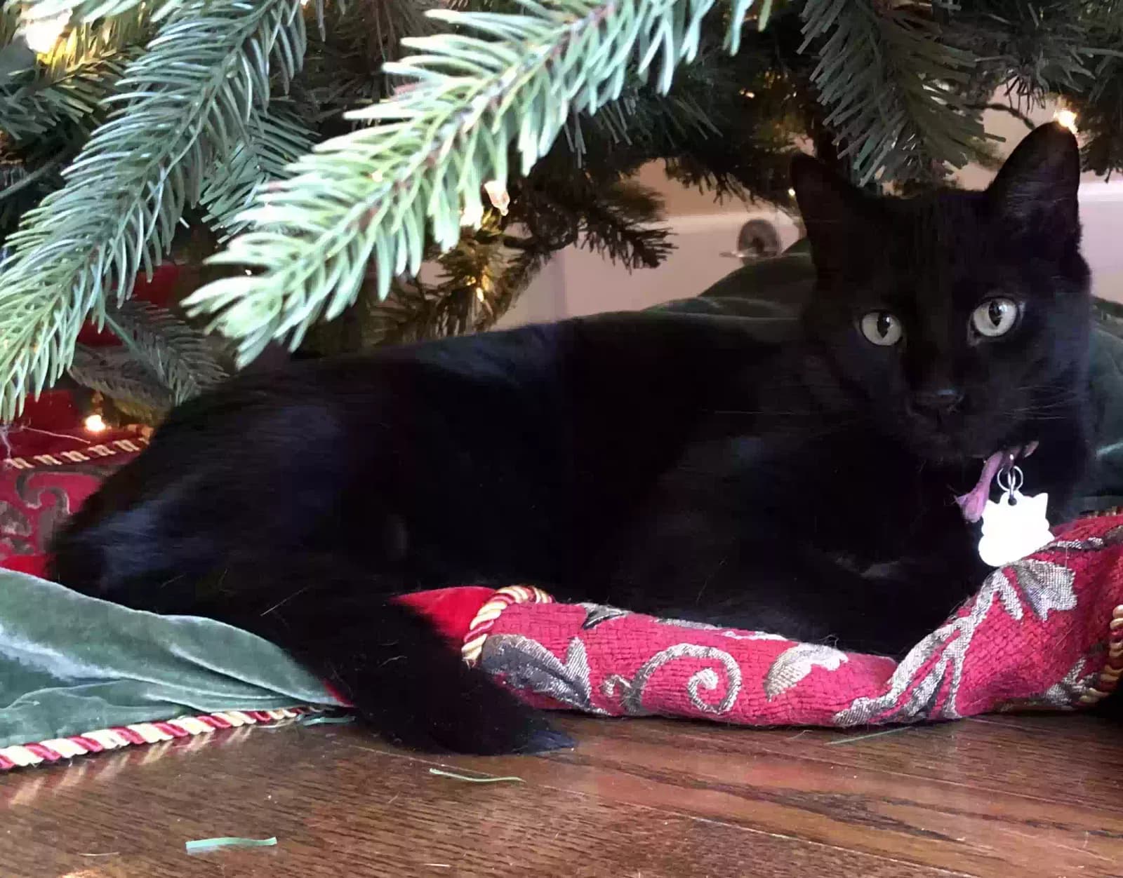 Blackie, back home in Illinois
