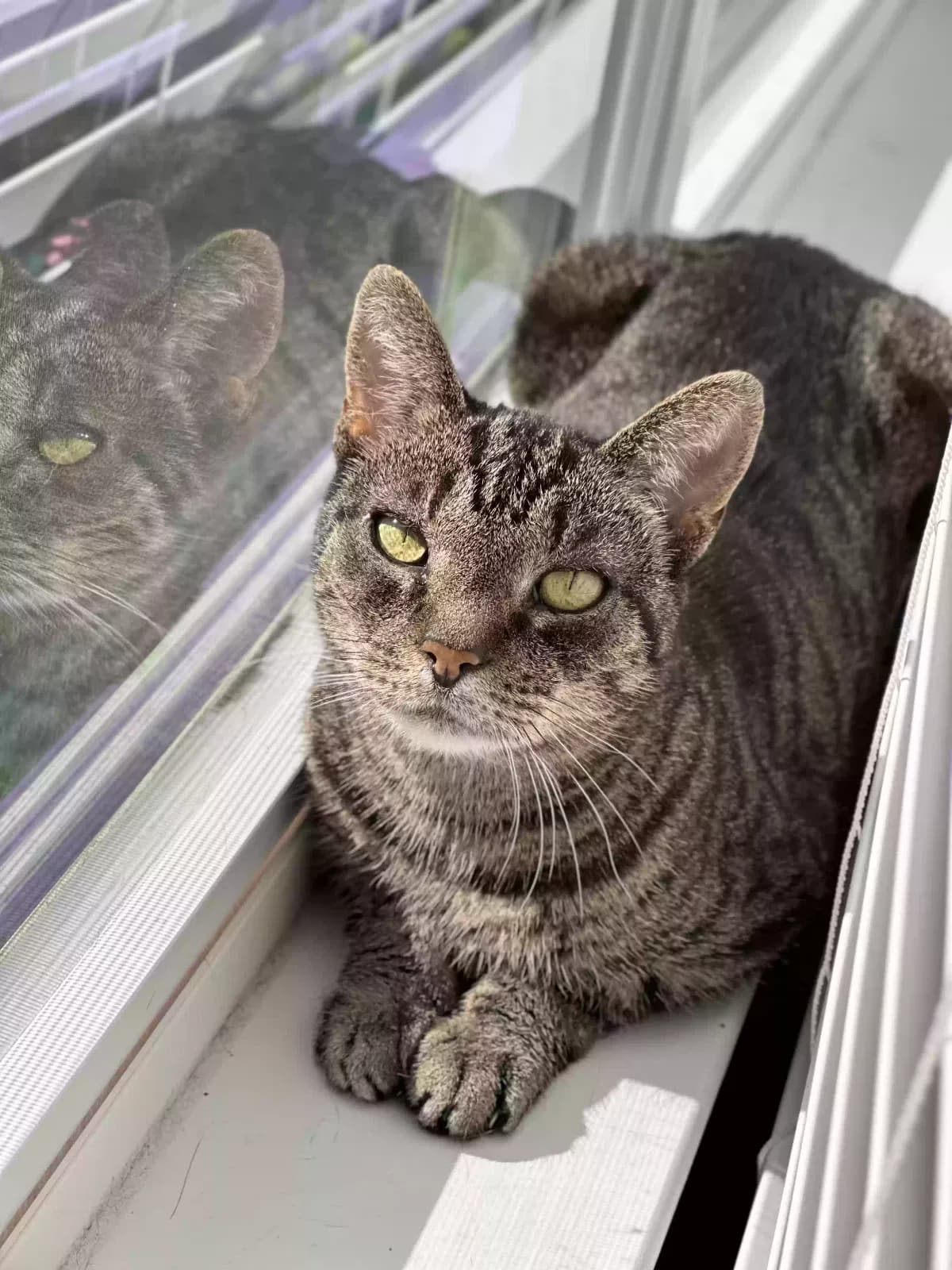 Gamer Cat (Meow), back home in North Carolina