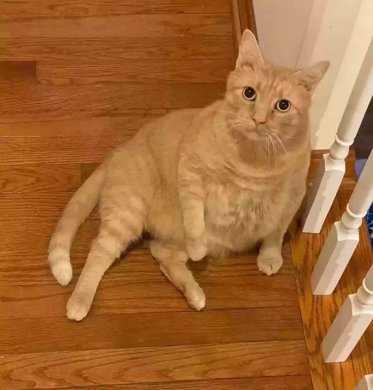 Leo, back home in Indiana