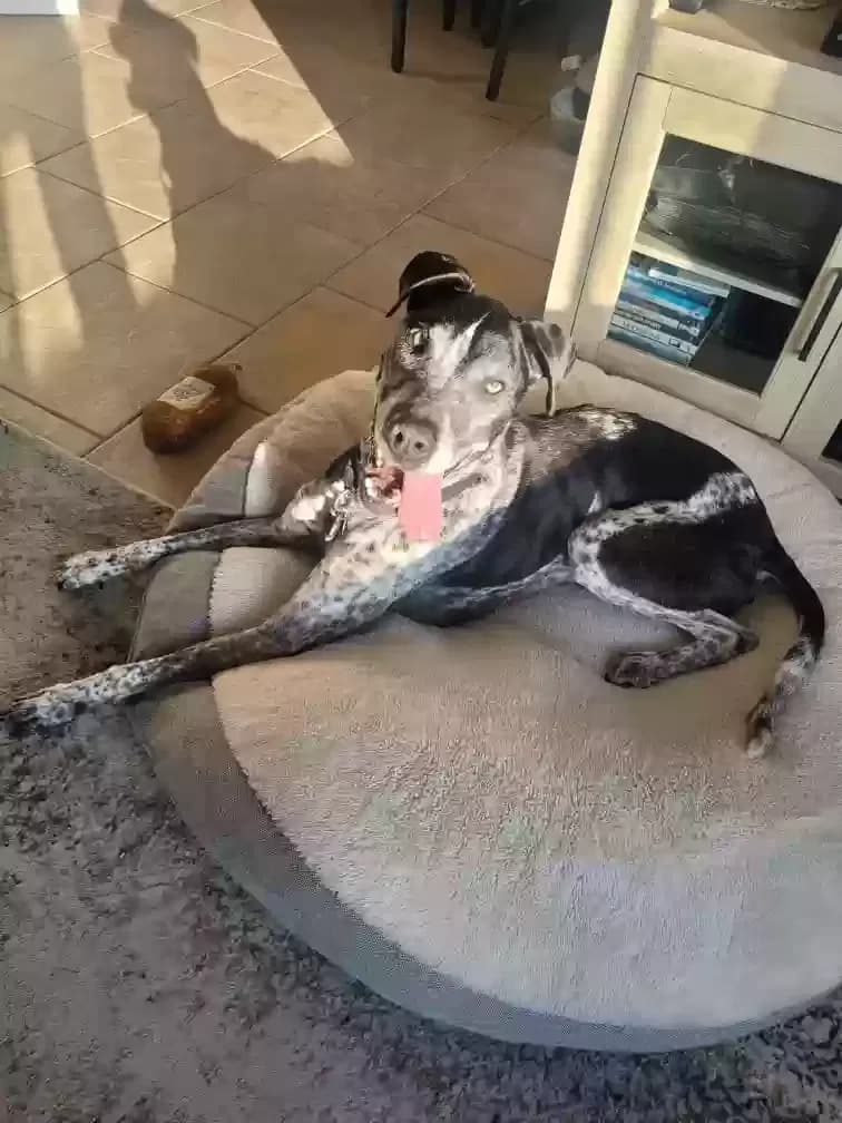 Sawyer, back home in California