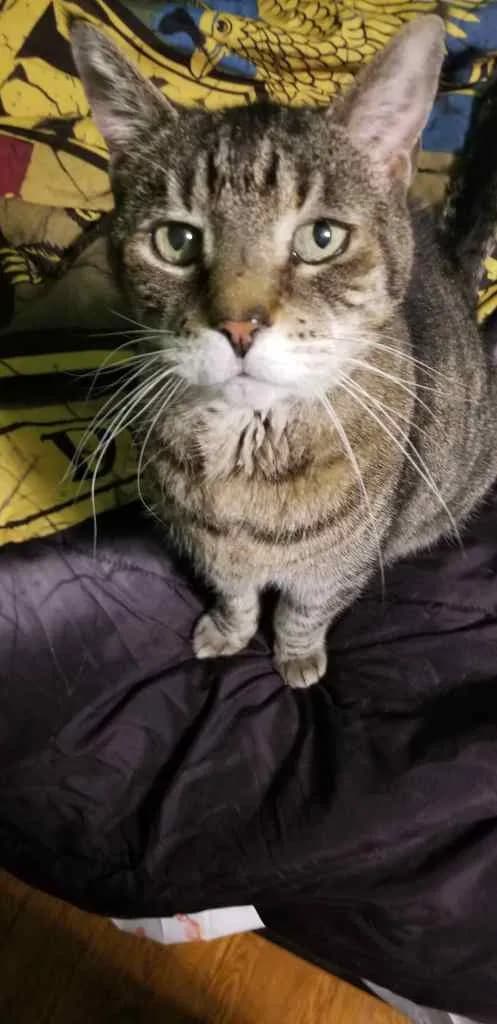 Mittens Rufus Jim Bo, back home in Lafayette Hill PA