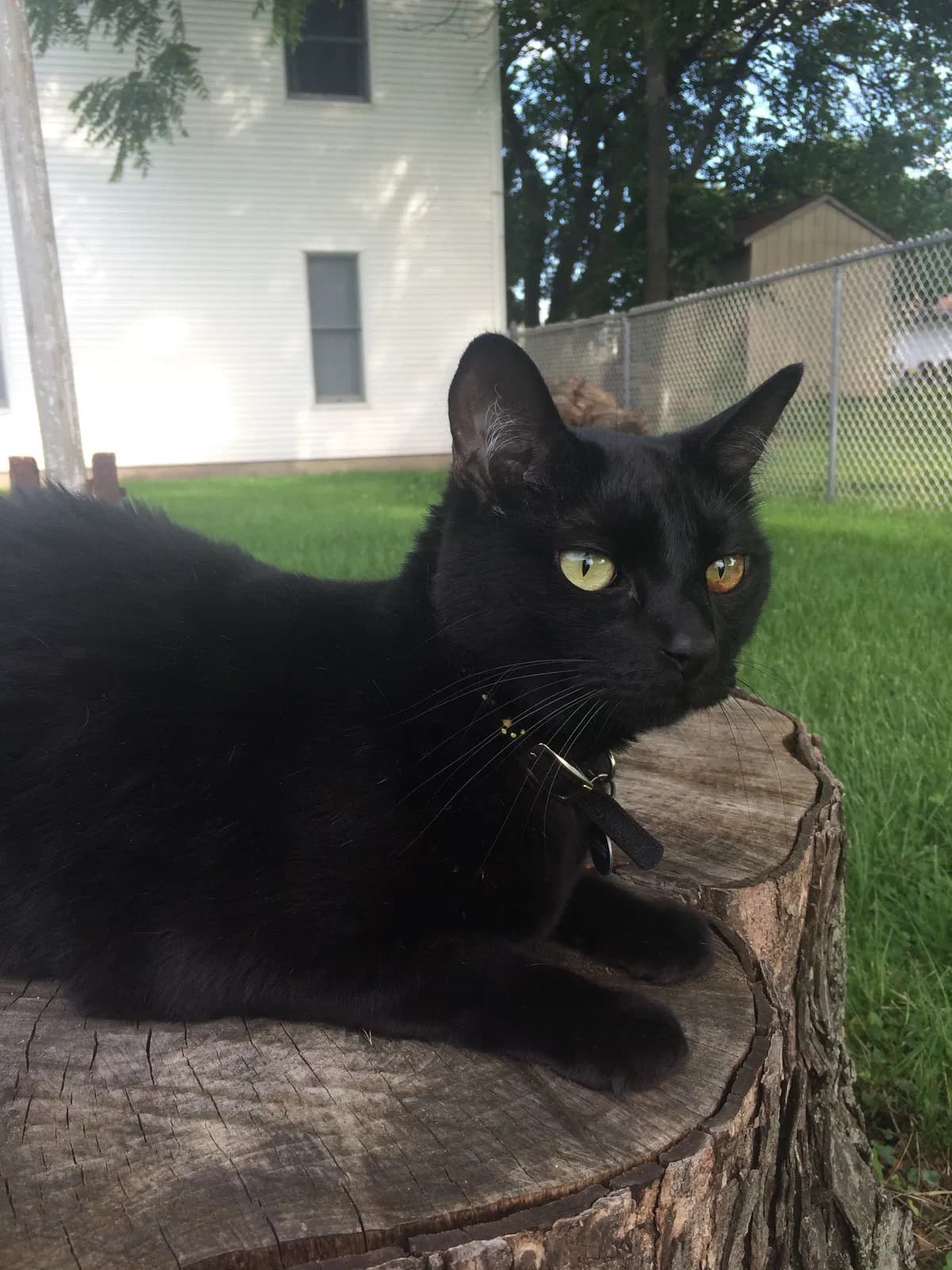 Roscoe, back home in Trevose PA