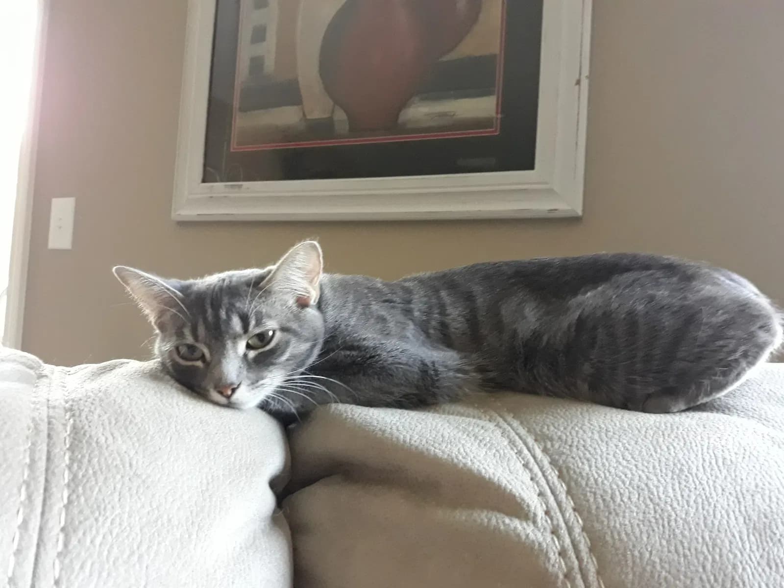 Molly, back home in Lafayette IN