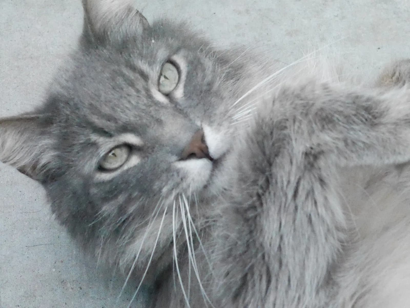 Gray Kitty, back home in Rialto CA