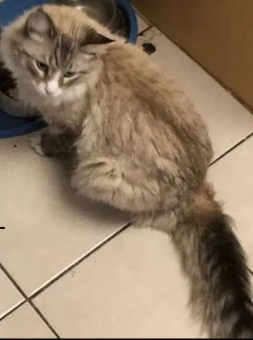 Noobie, back home in California