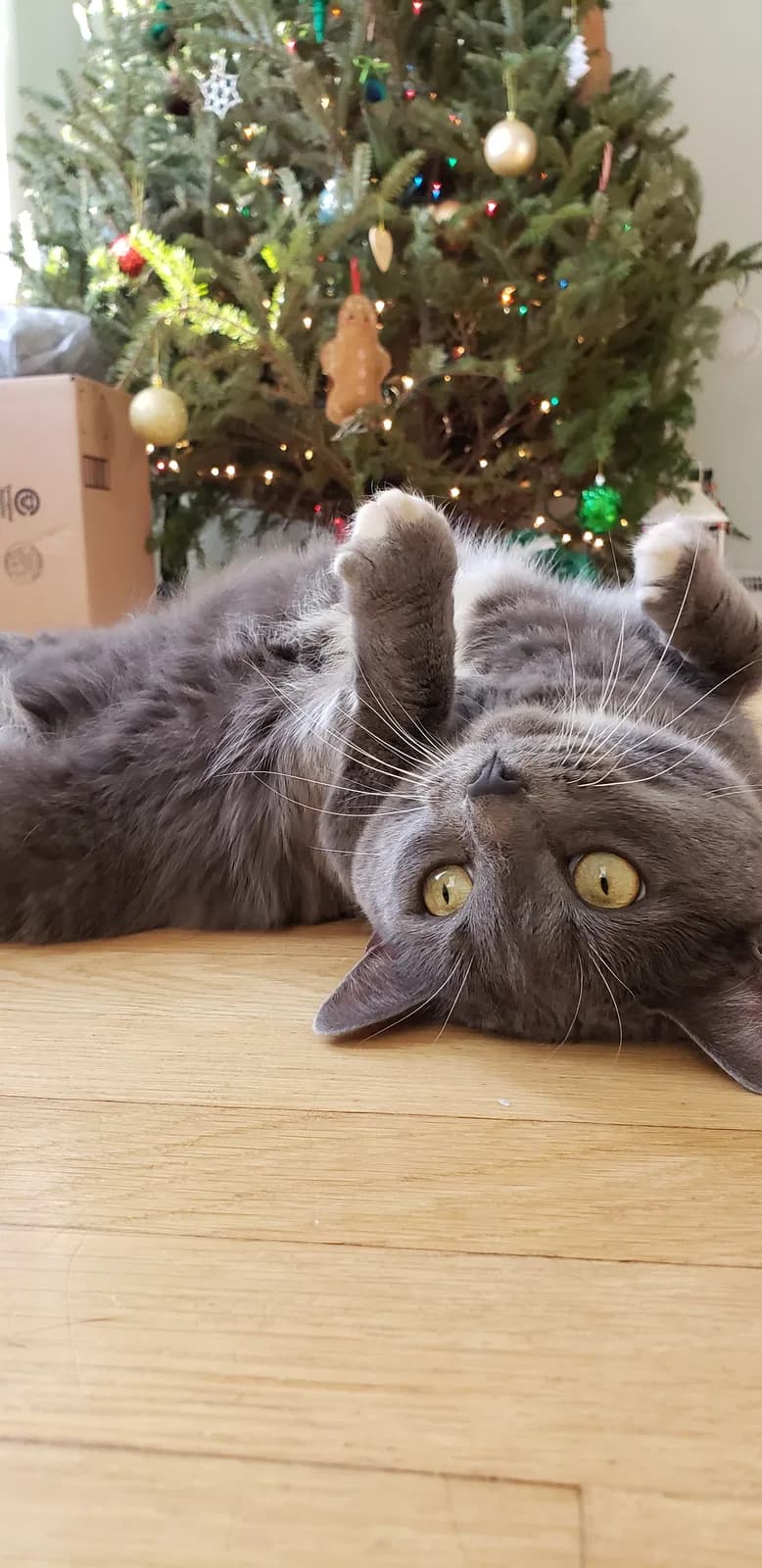 Margot, back home in Kentucky
