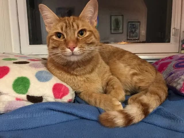 Sammy, back home in Maryland