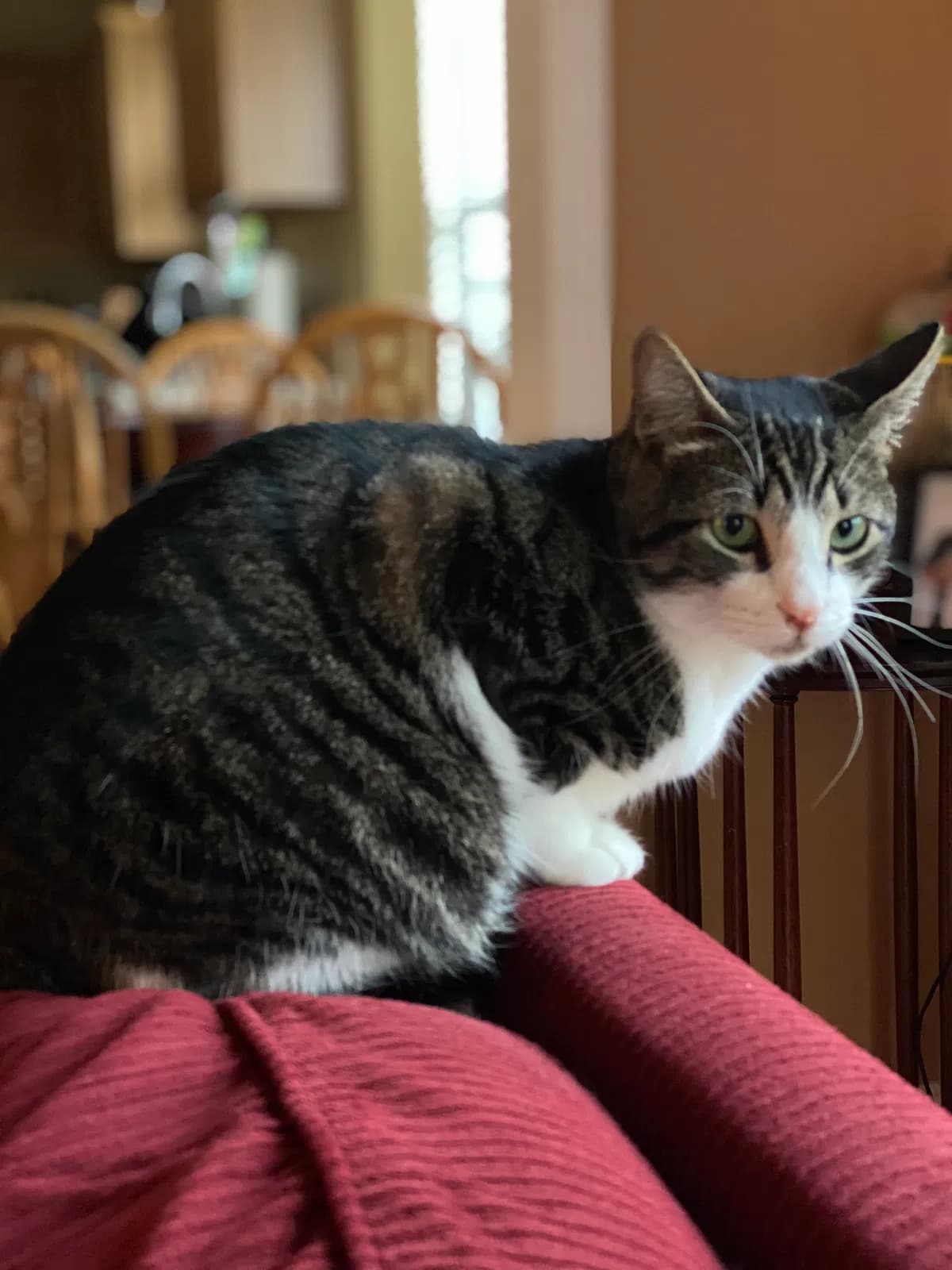 Tyrion, back home in South Carolina